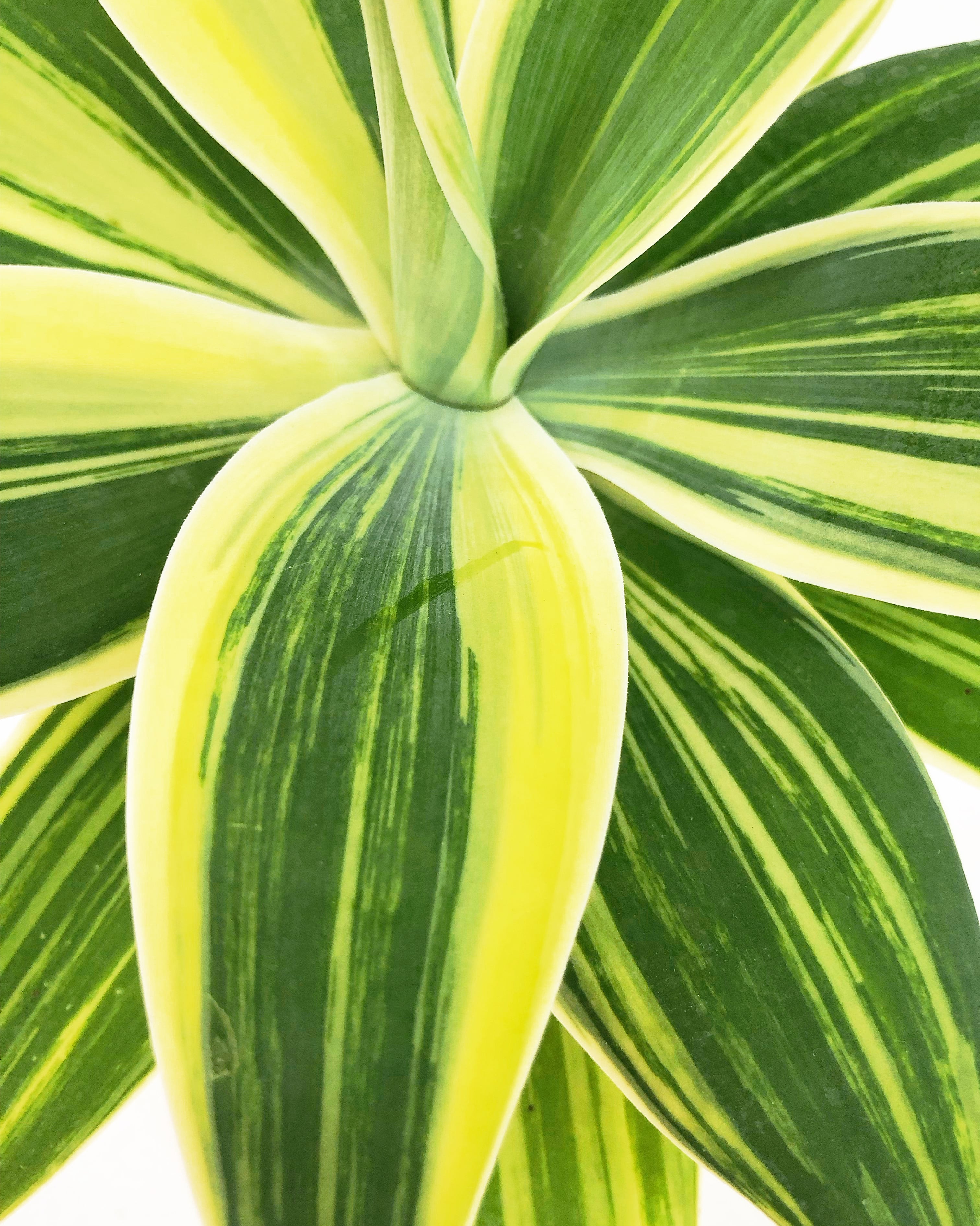 多肉植物アガベ・アテヌアータ 翡翠盤縞斑カット株（アガベ アテナータ  