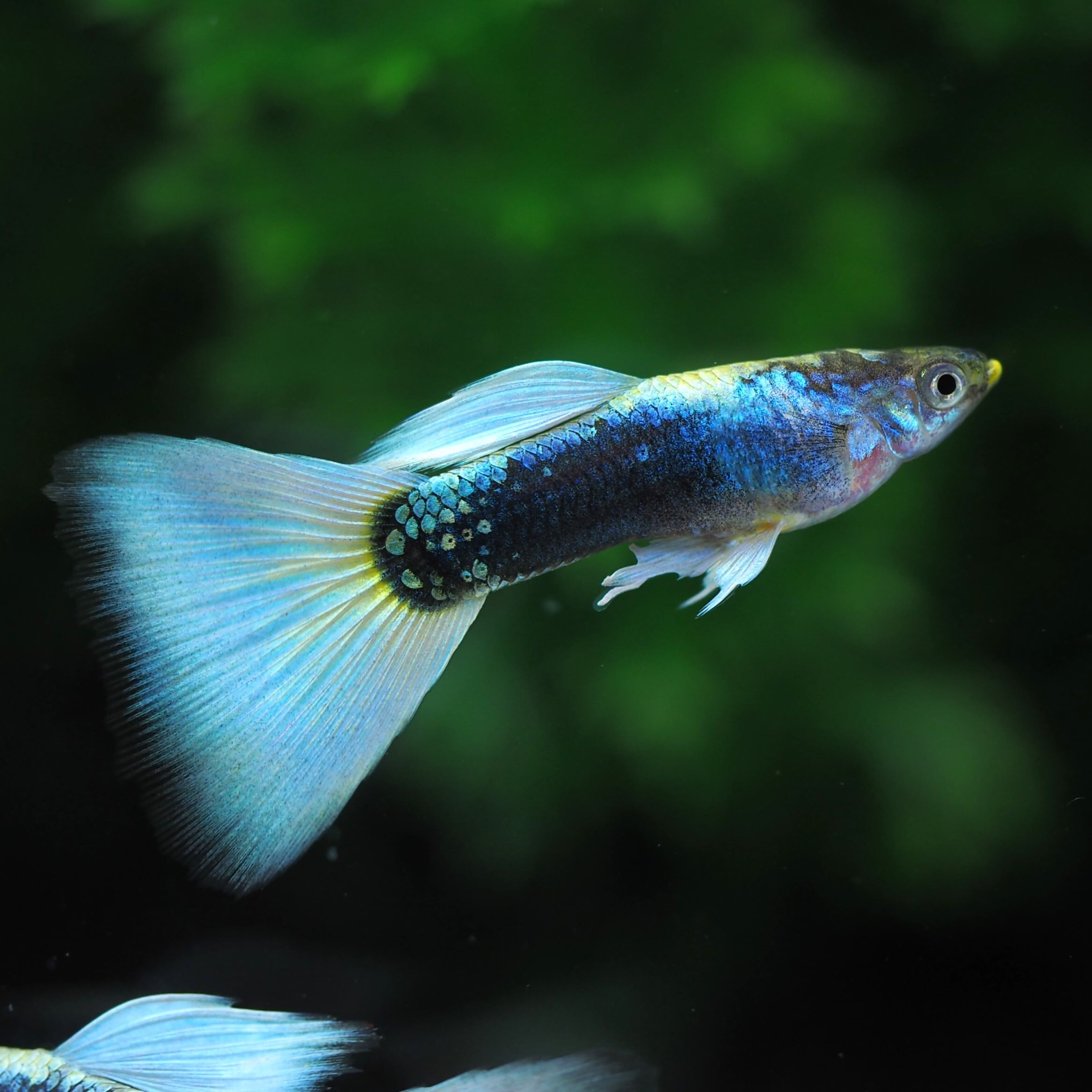 ドイツイエロータキシードリボン 若魚1カルテット | 伊豆グッピーファーム