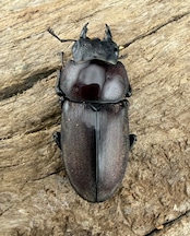 《ミシマコクワガタ 硫黄島産 43.5mm ♂♀♀トリオ》