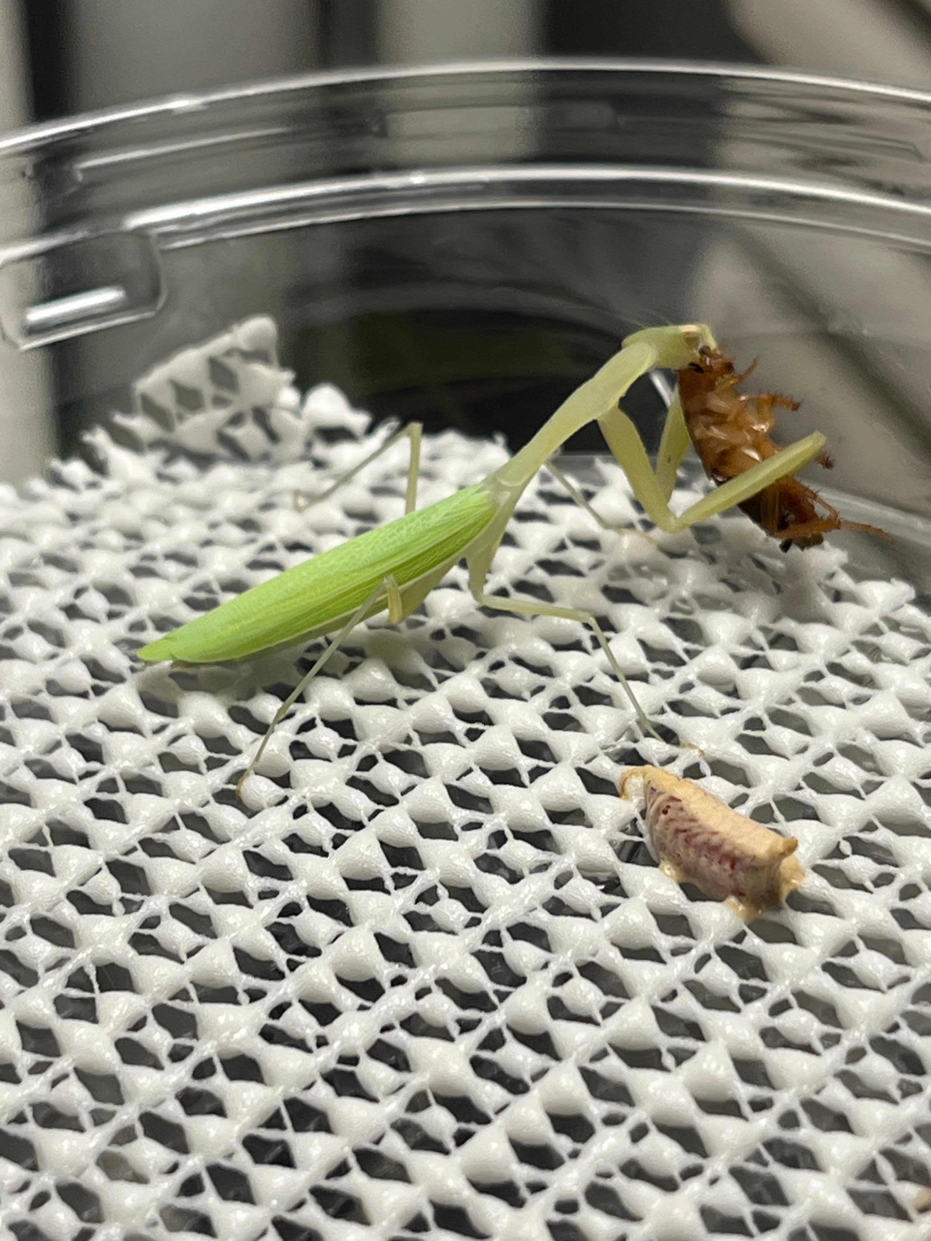 オオイクビカマキリモドキの標本 ハエ カゲロウ かげろう ヘビトンボ