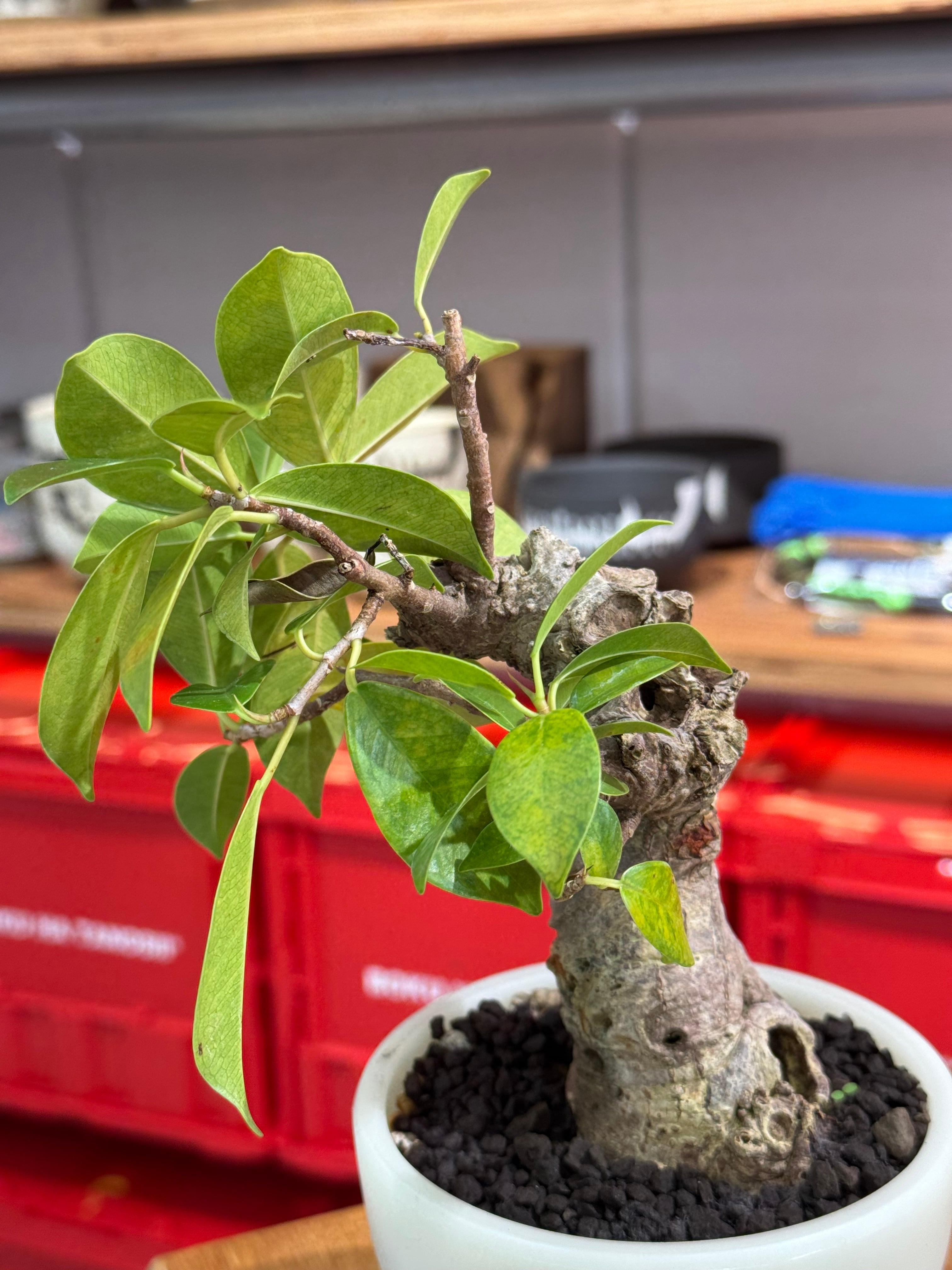 新着】Ficus microcarpa 【ガジュマル 琉球盆栽】× ボクタノ鉢 GID