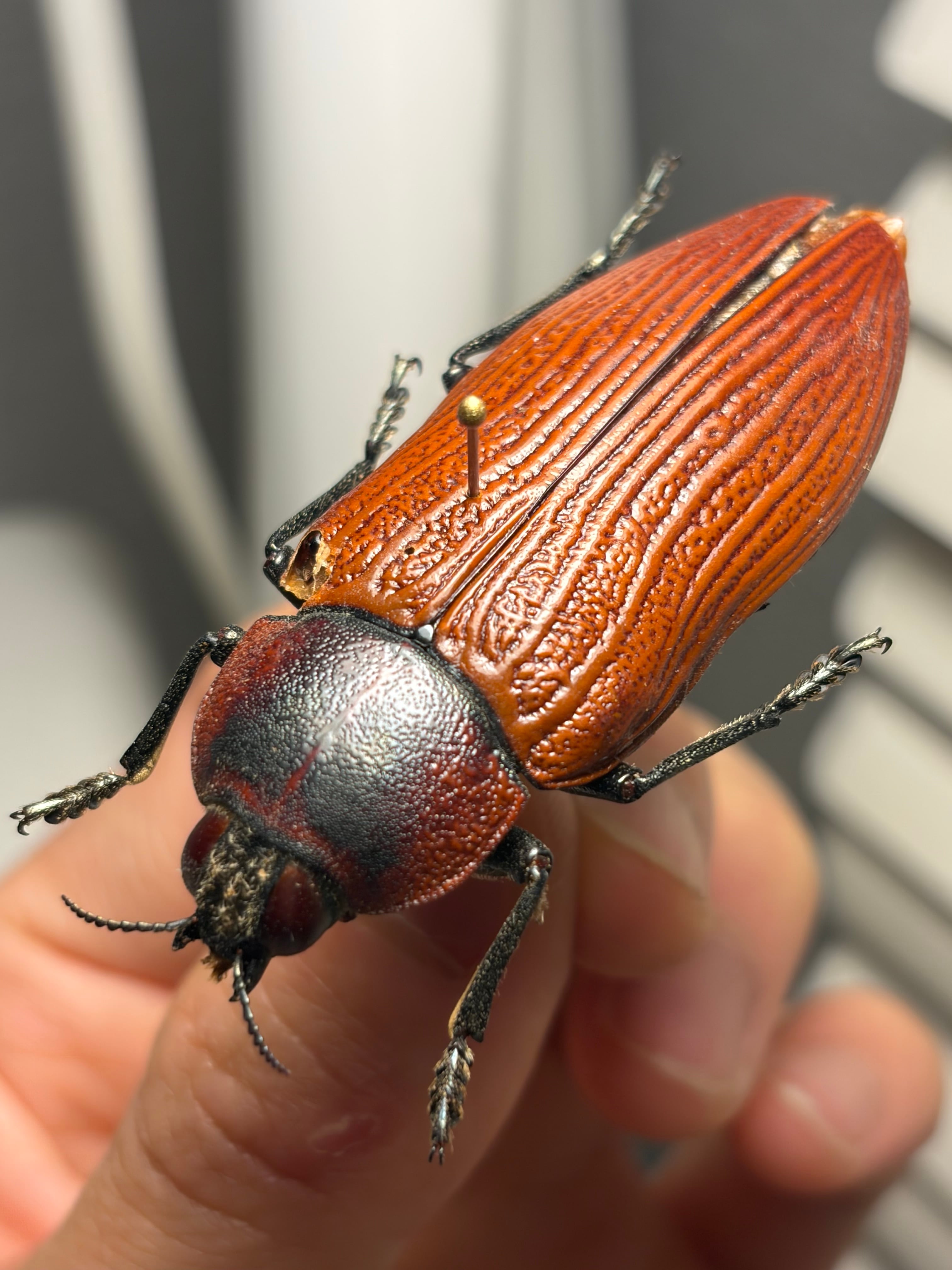アグリアスクラウディナクロエサス♂ ミイロタテハ 蝶標本 甲虫 昆虫