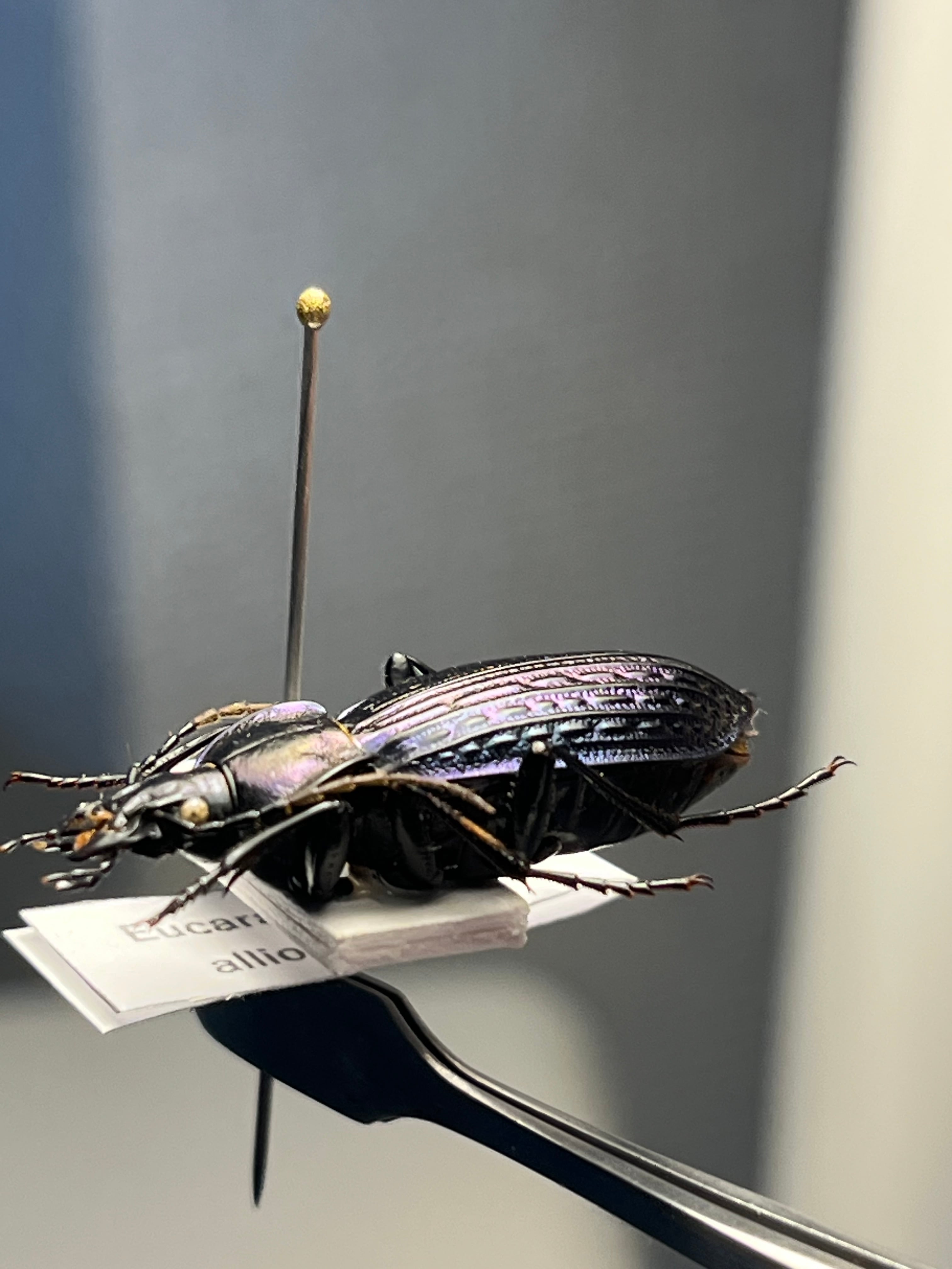 30mm】Eucarabus ulrichi allionidiernaeオサムシ カブリモドキ標本