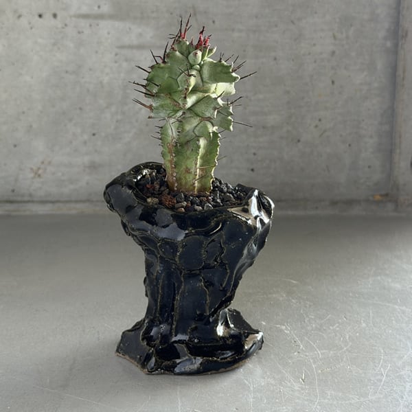 ユーフォルビア・ホリダ・モンストローサ Euphorbia horrida f
