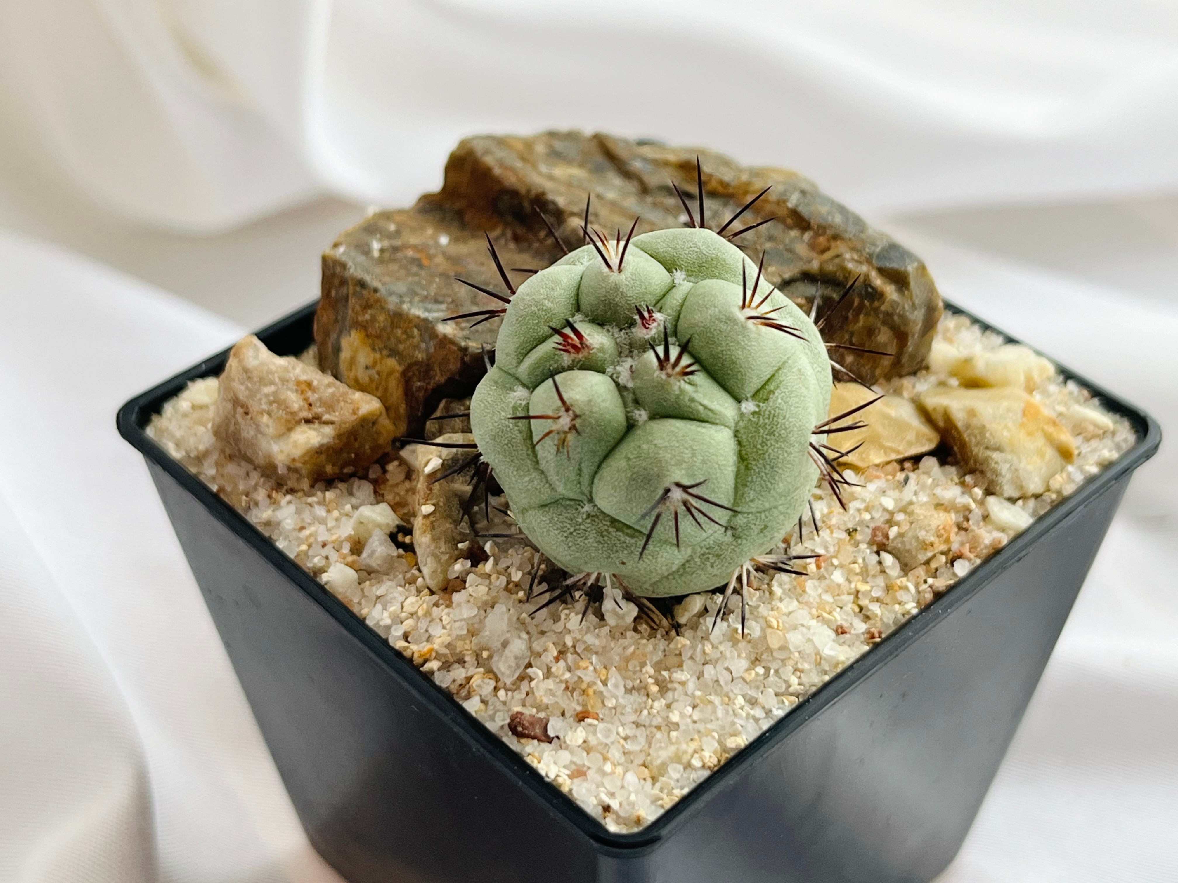 サボテン オルテゴカクタス マクドガリー　1点　多肉植物　観葉植物 オルテゴカクタス属のサボテン・マクドガリーをStandard Productsの鉢