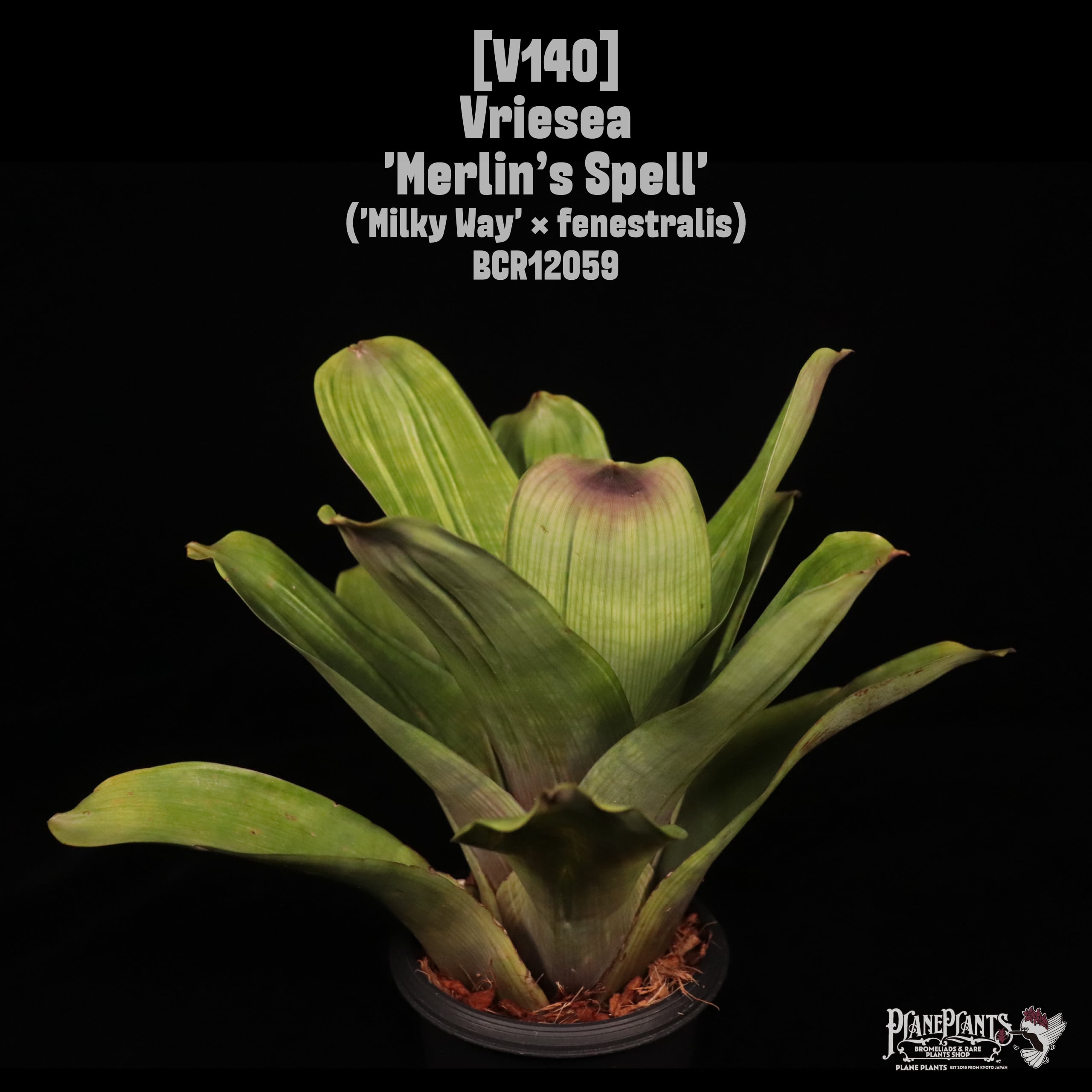 Vriesea | plane plants