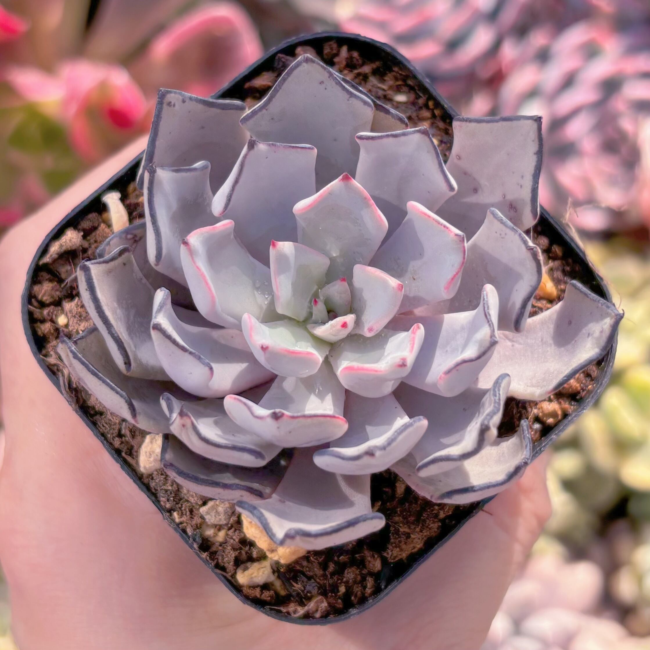 現品　ストリクチフローラ#507　るる農園