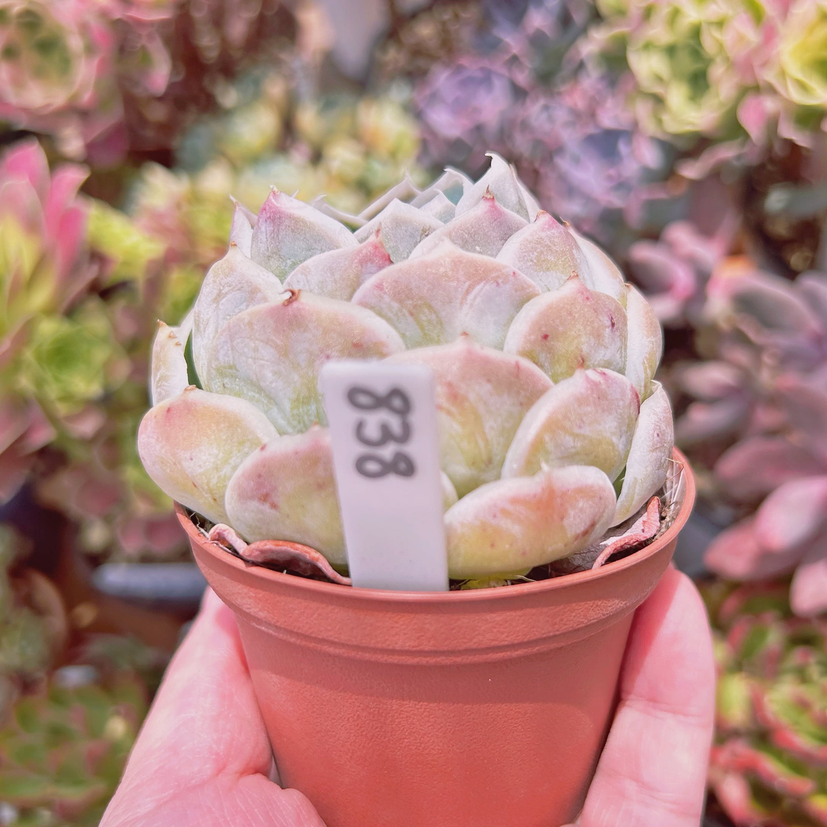 838現物 多肉植物 プリーツスカート 特大 抜き苗 | るる農園~多肉植物専門