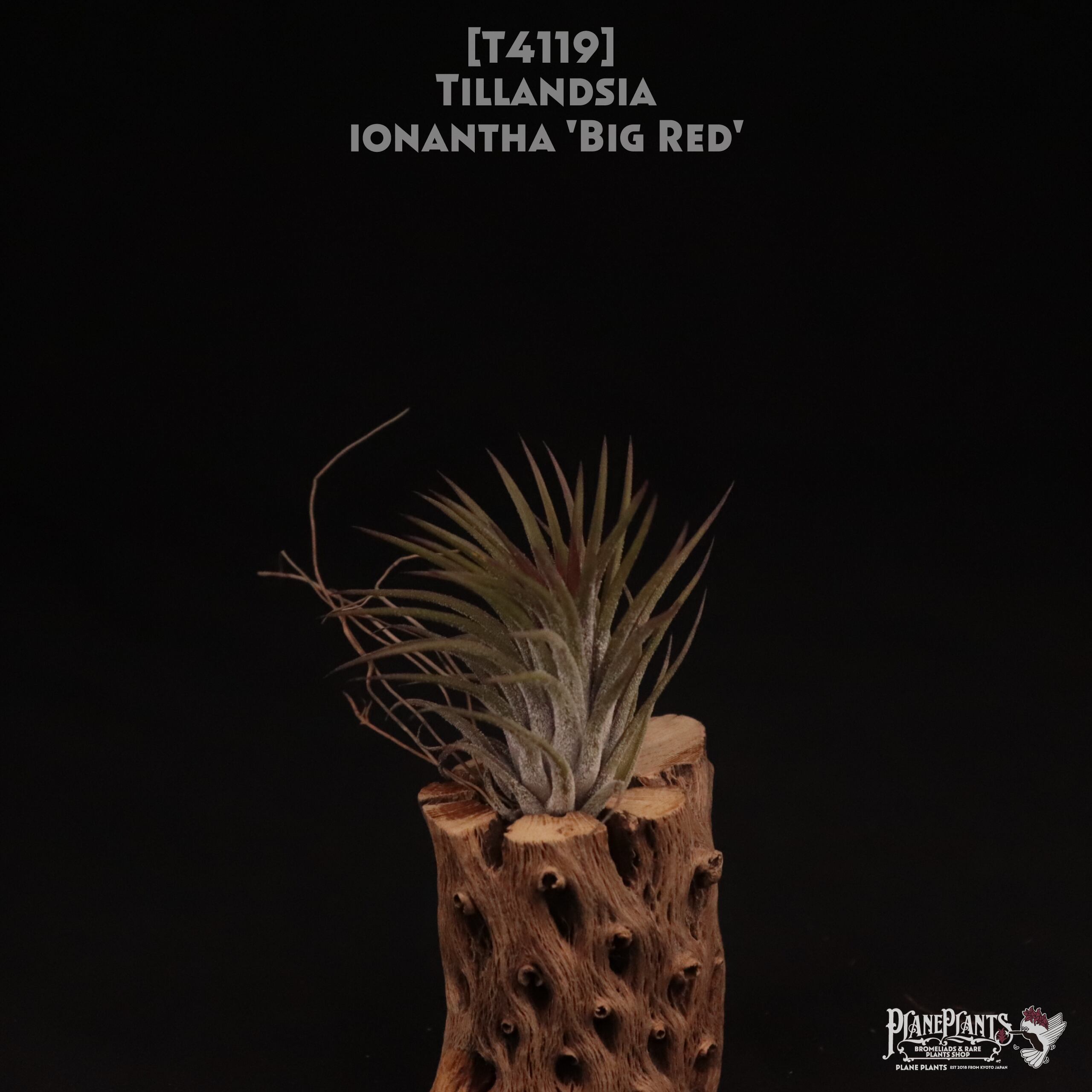 【送料無料】ionantha 'Big Red'〔エアプランツ〕現品発送T4119