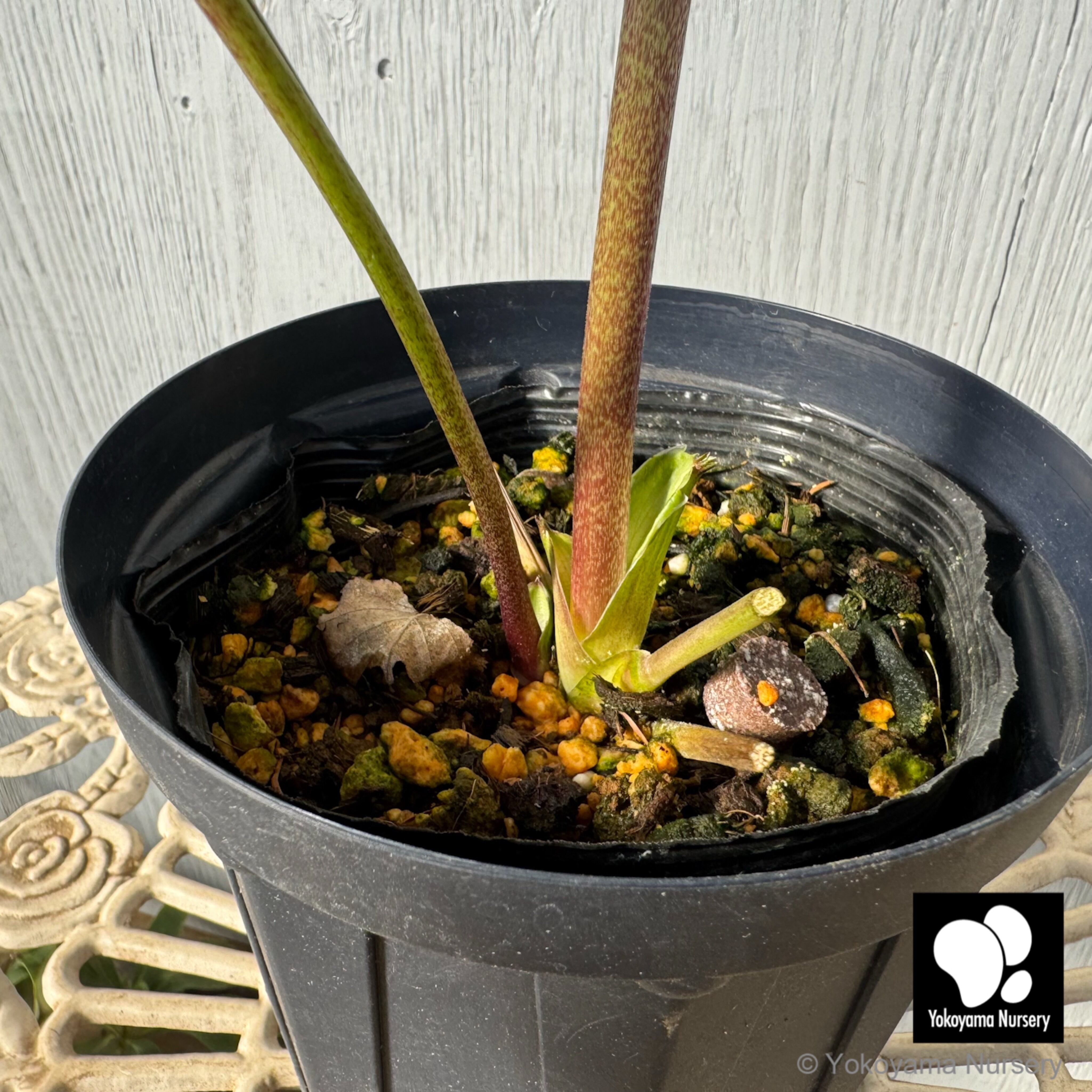 ポンタ　クリスマスローズセット 抽選販売】［2］ クリスマスローズ プリマドレス ホワイトピンク バイ