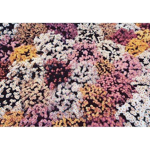 Photo-CG - Chrysanthème Flowers - Original Print A2 Size
