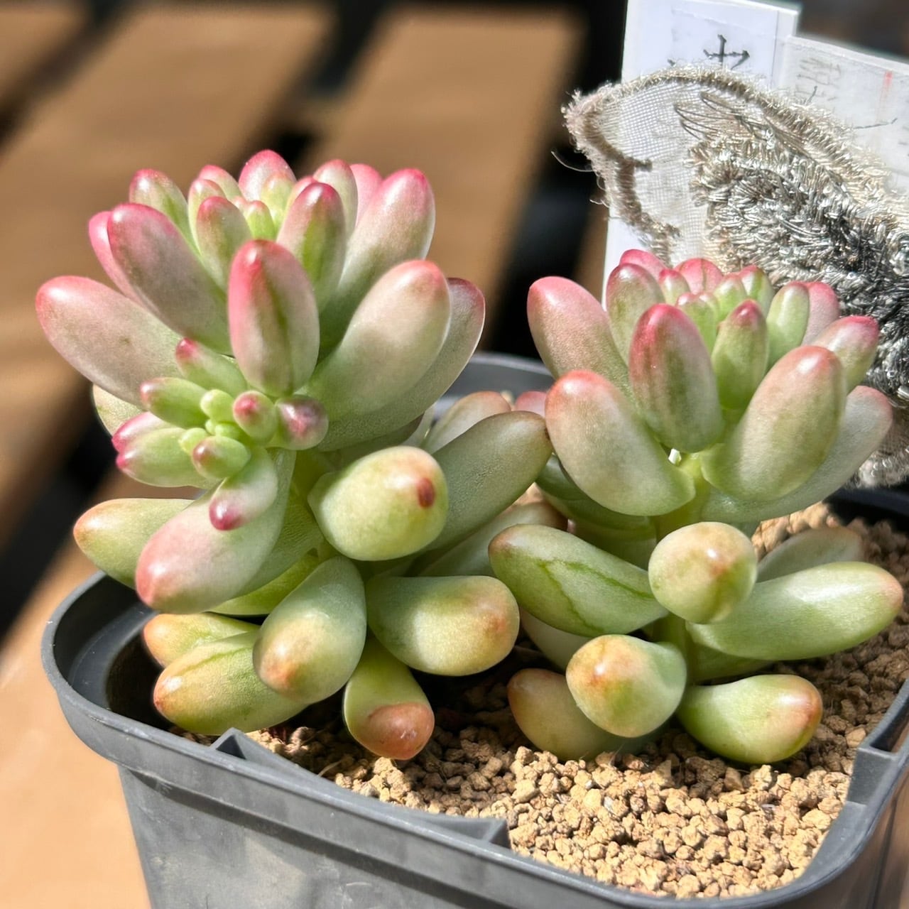 北海道O様ご注文 クラウゼン錦(セダム) | RuPo 多肉植物専門店