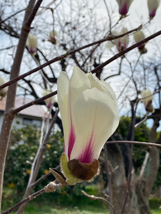 聖なる性と自己肯定感♡「マグノリア」フラワーエッセンス