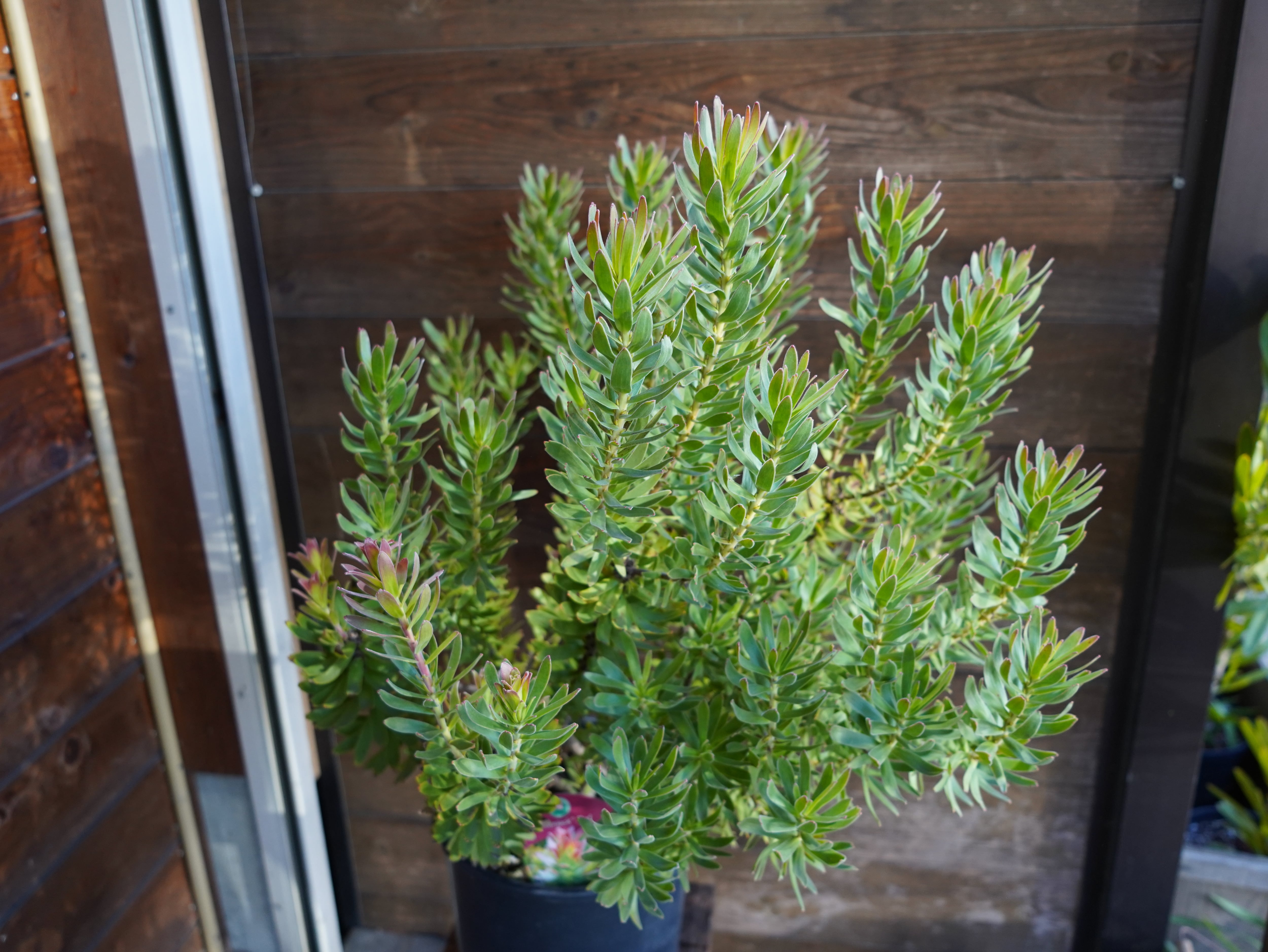 【現物】ミメテス　”クラッカージャックレッド”