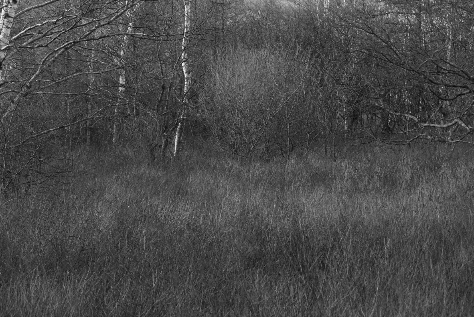 Kusamura #2 (gray wooden frame 50cm×70cm付き)