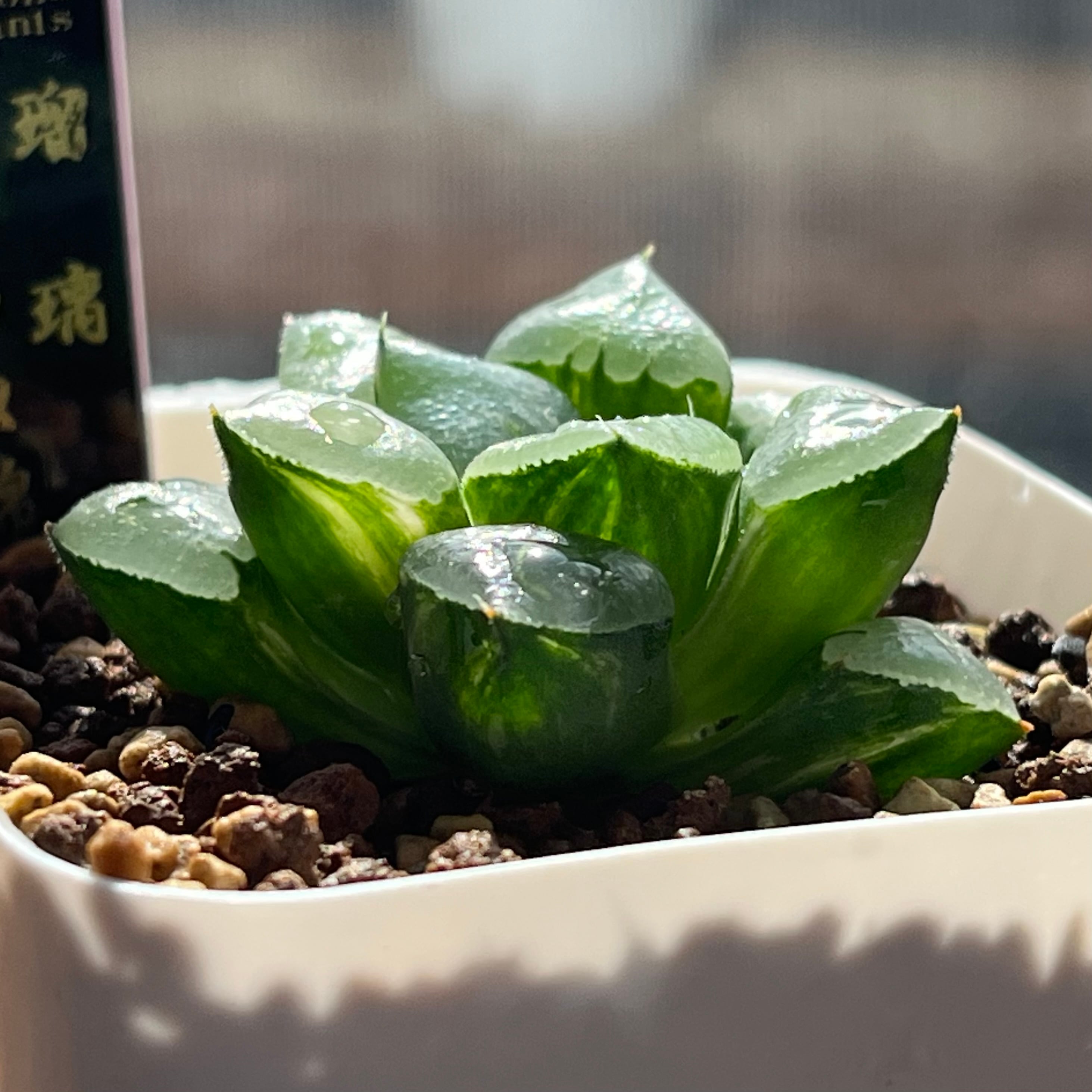 ハオルチア 瑠璃コレクタ錦 | mocono_plants