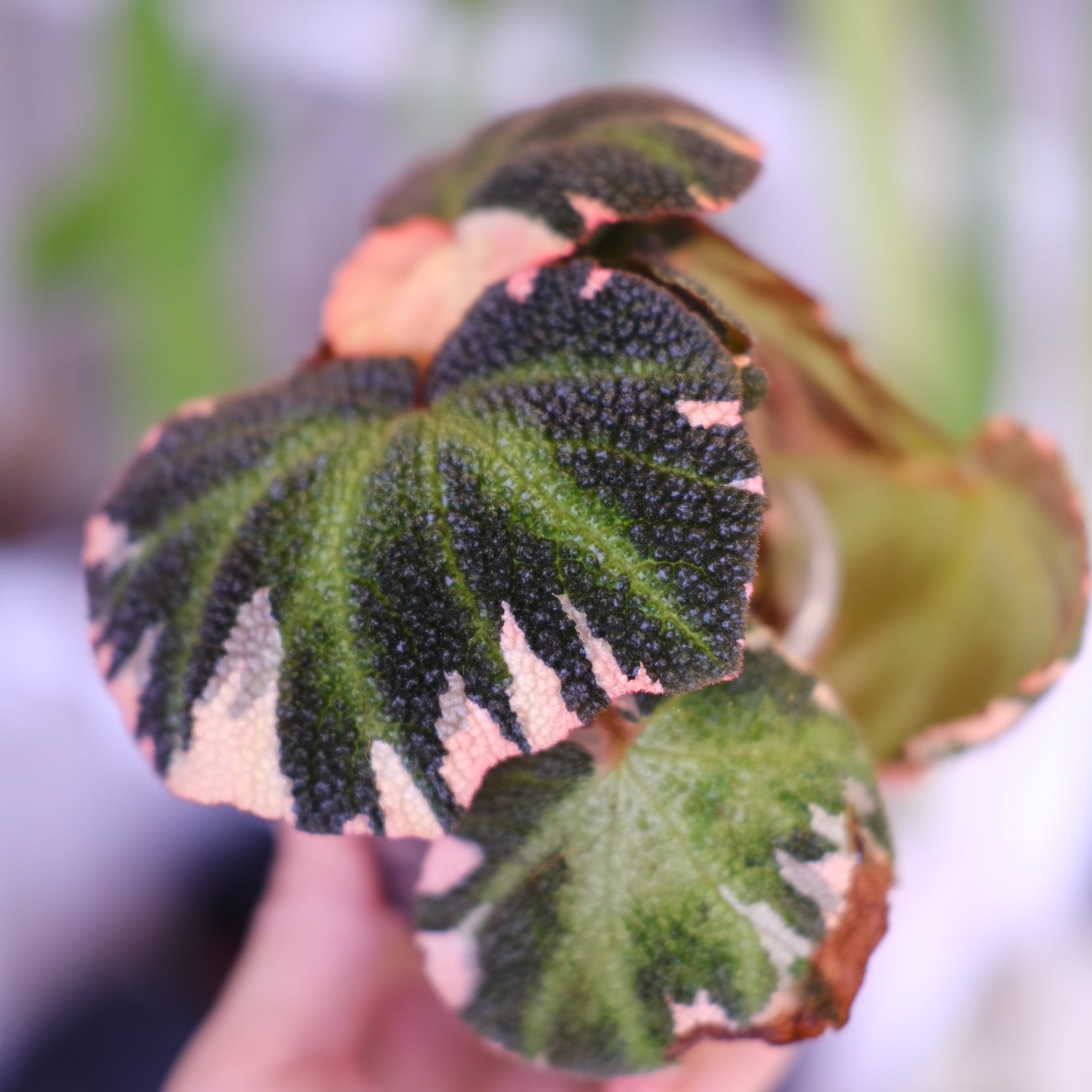 Begonia soli mutata Variegated│ベゴニア ソリムタータ バリエガータ