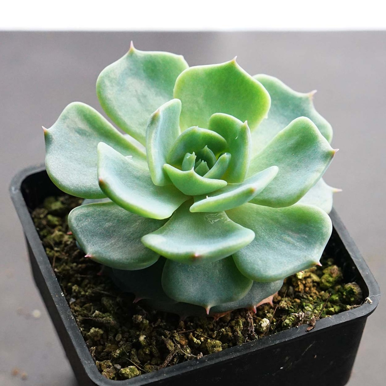 抜き苗 眠り姫 Echeveria 'Nemurihime'