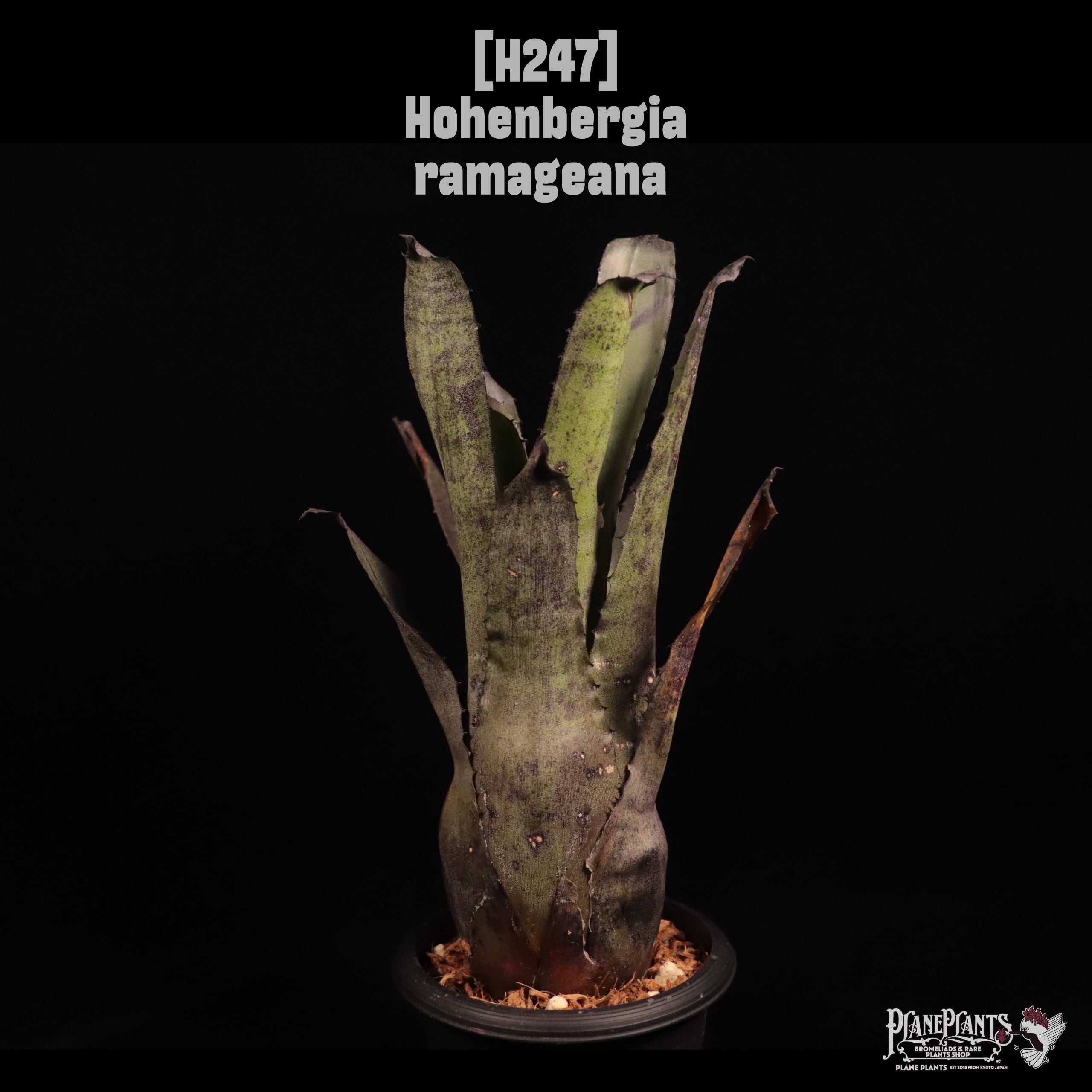 original species -原種- | plane plants