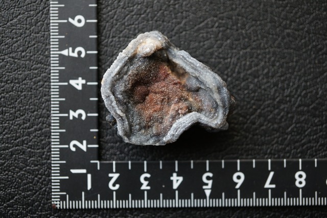 コンシャ・アゲート Concha Agate 1823