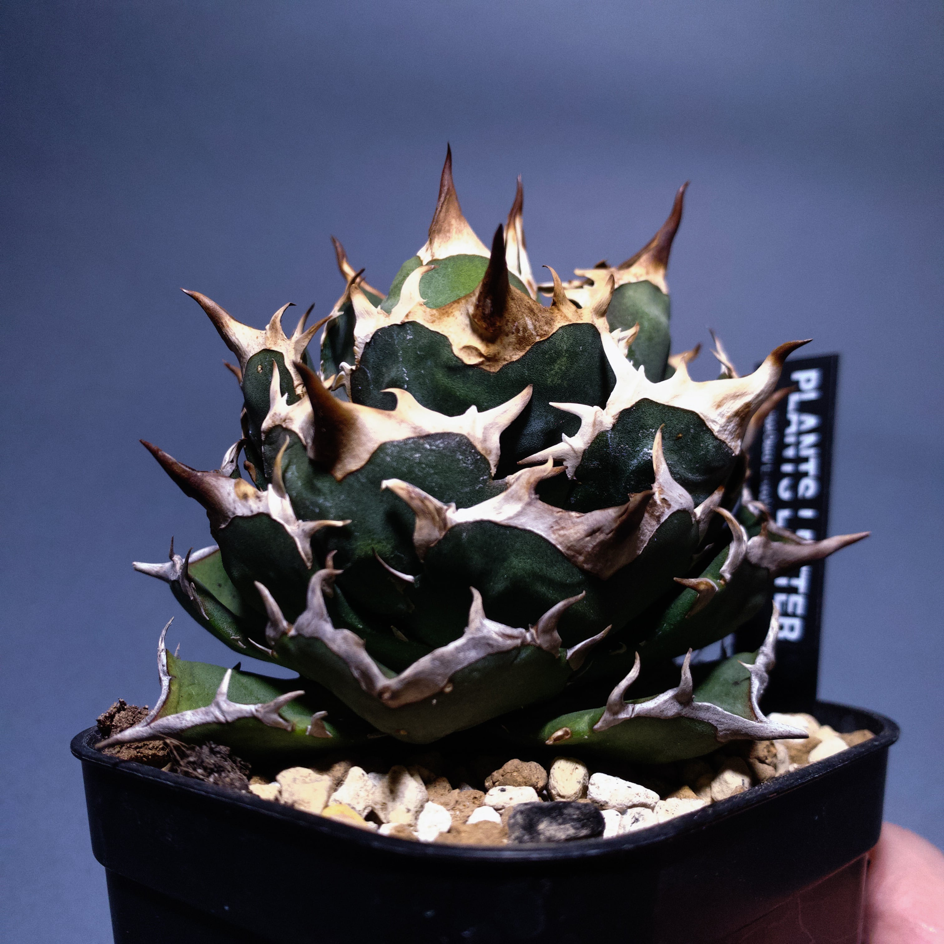 アガベ | プランツレター