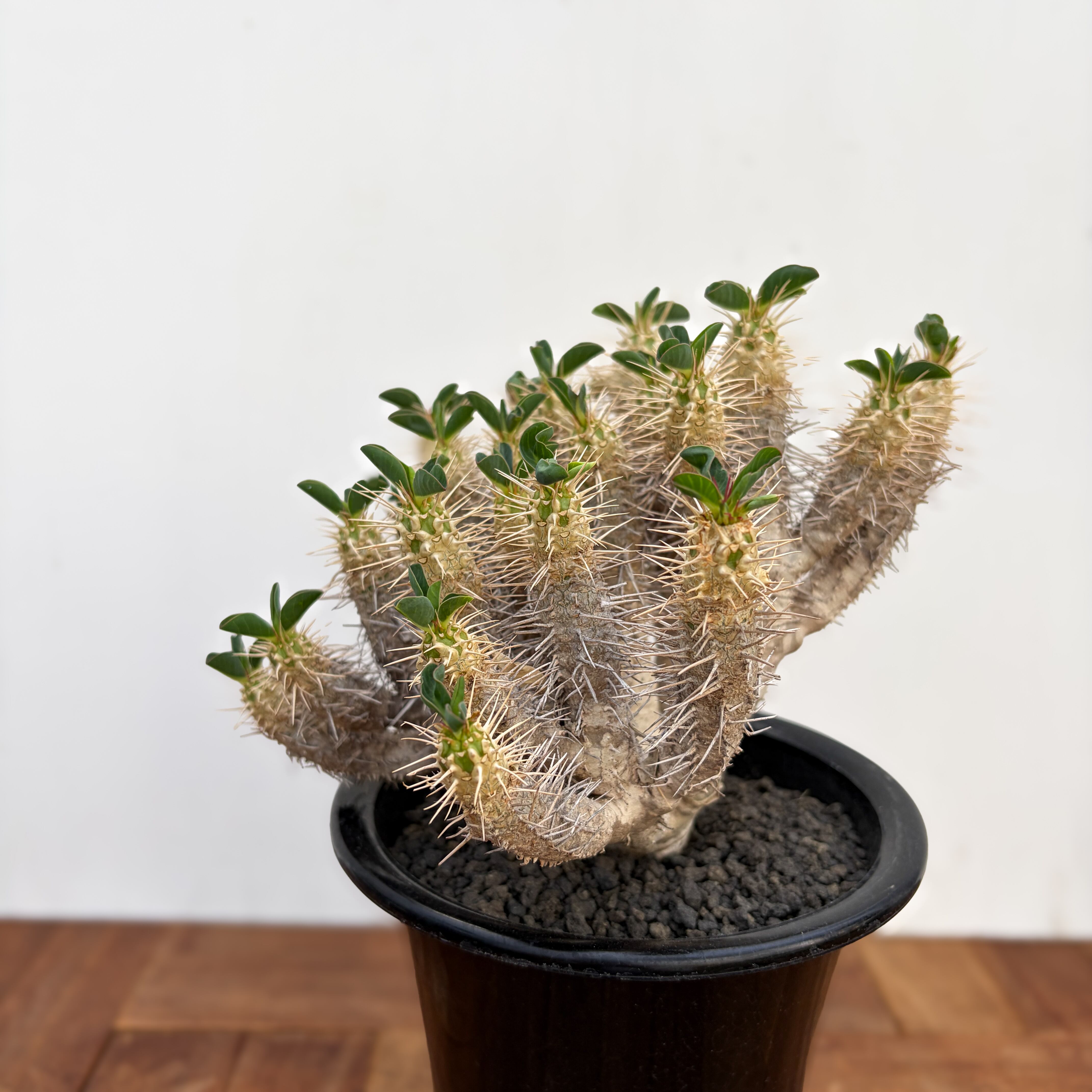Euphorbia guillauminiana【ユーフォルビア・ギラウミニアナ