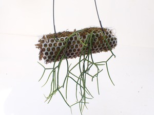 Rhipsalis puniceodiscus　水苔吊り仕立て