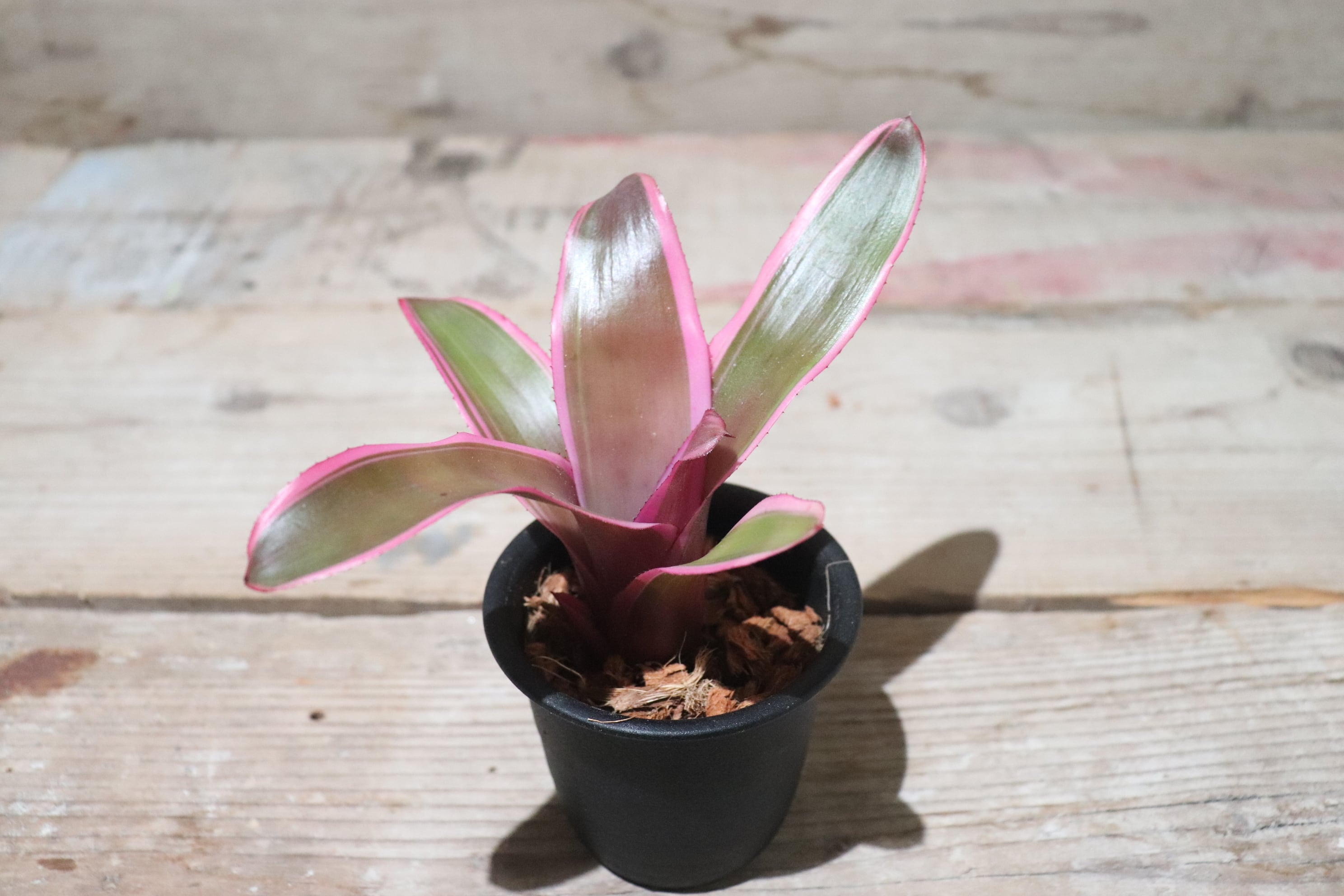 ネオレゲリア ロレナレクター ネオレゲリア lorena lector ビルベルギア エクメア - メルカリ