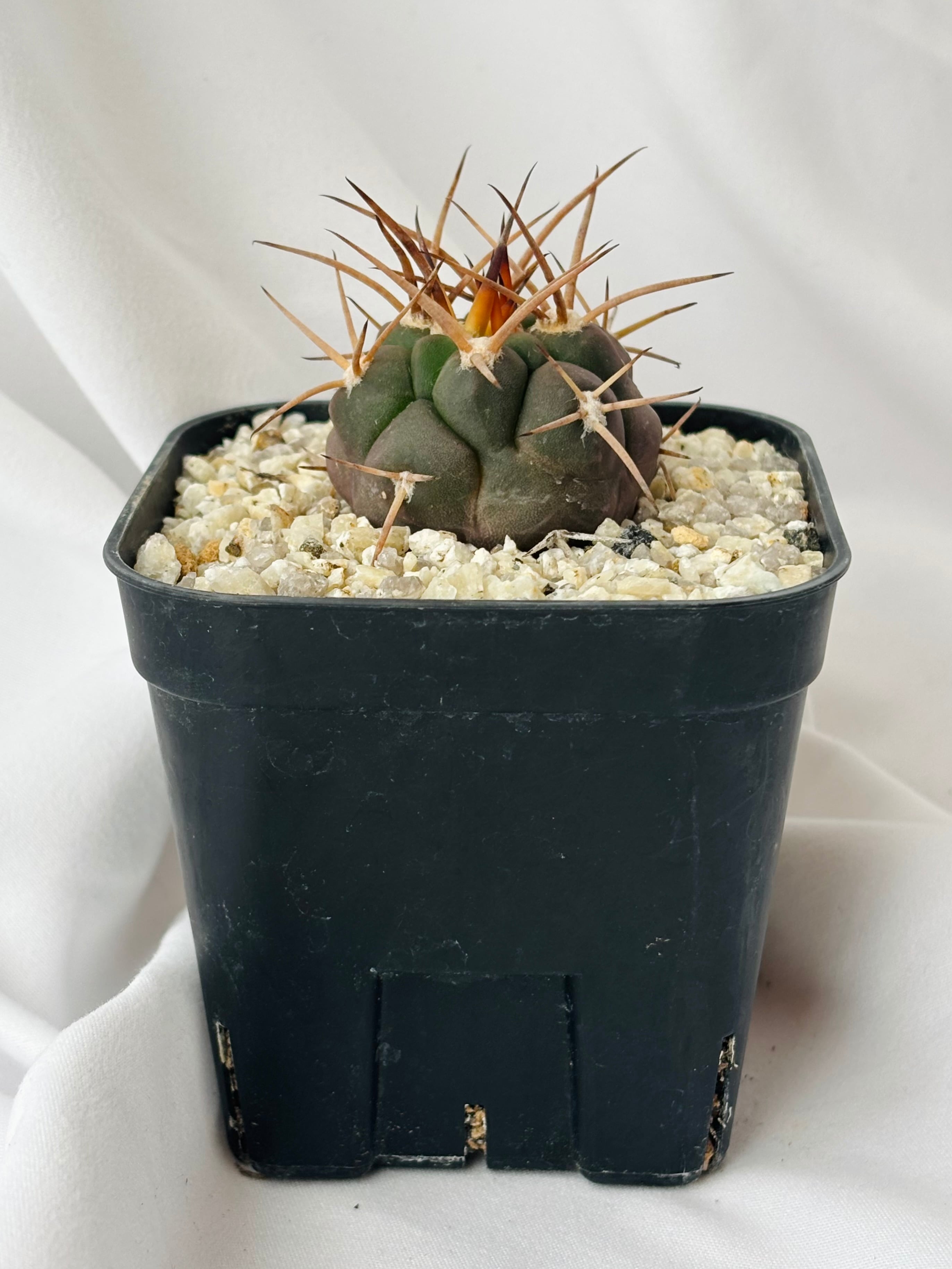 Gymnocalycium mazanense ギムノカリキウム 守金魔天竜 サボテン