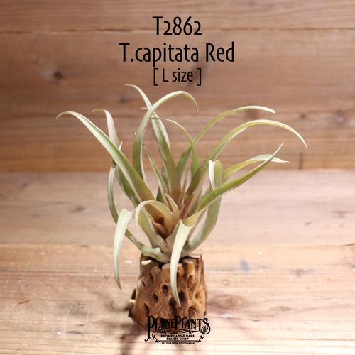 【送料無料】capitata Red L〔エアプランツ〕現品発送T2862
