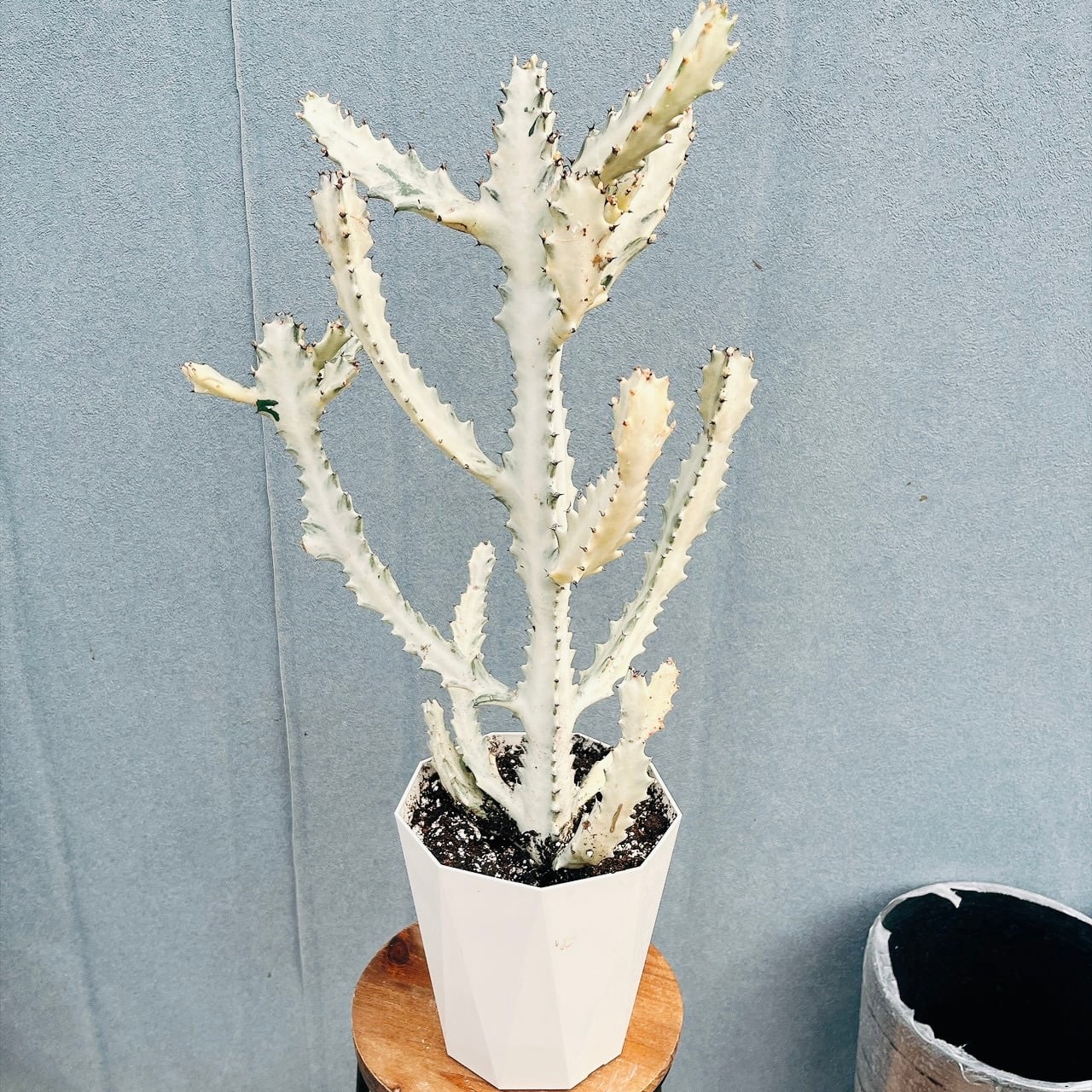 現品］【希少】2番 アガベ クイック シルバー 8号 観葉植物 レア
