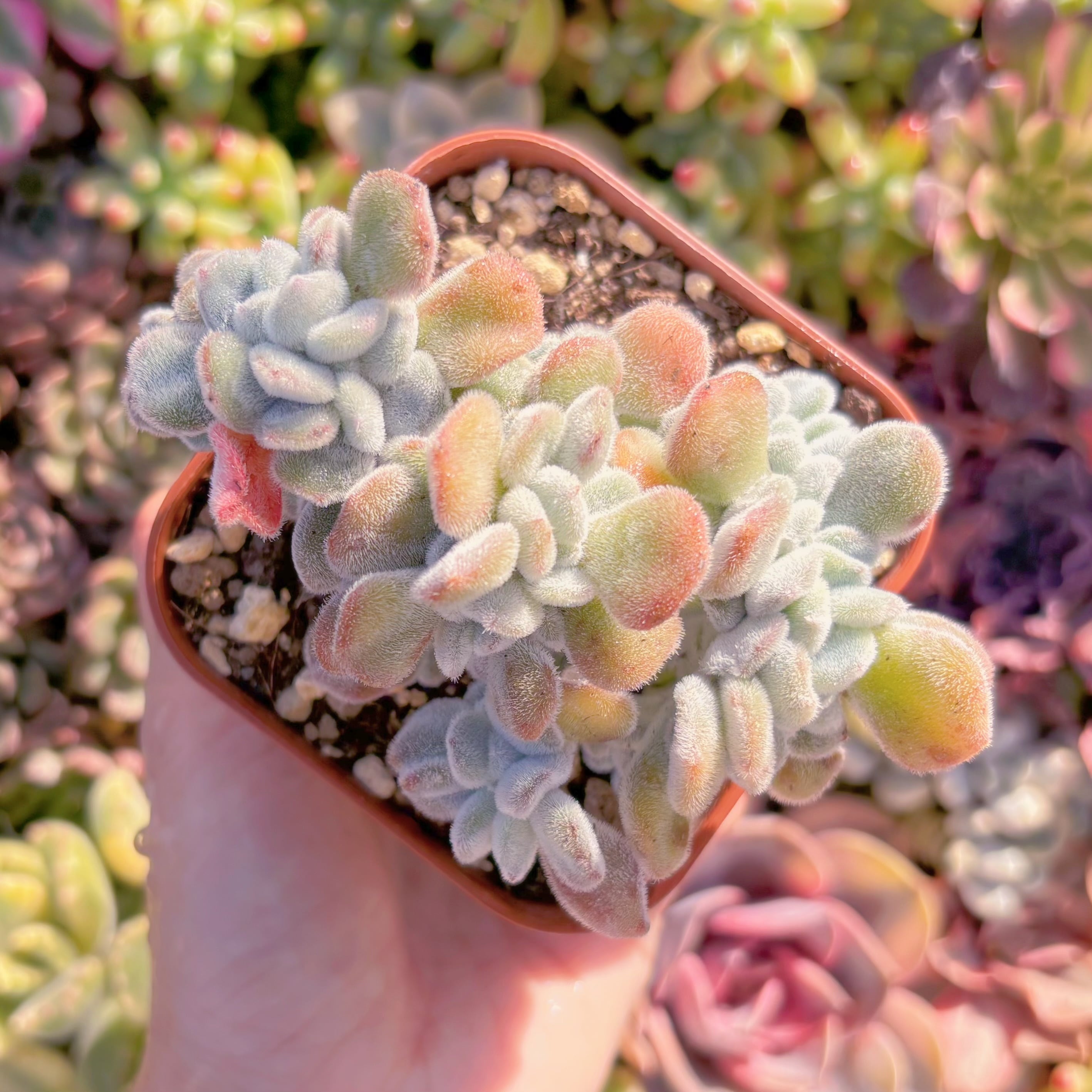 現品　雪晃星綴化#653　大苗　るる農園