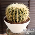 【発根済】36cm 金鯱 サボテン キンシャチ 金シャチ 特大 12号 ドライガーデン 1005WH-I