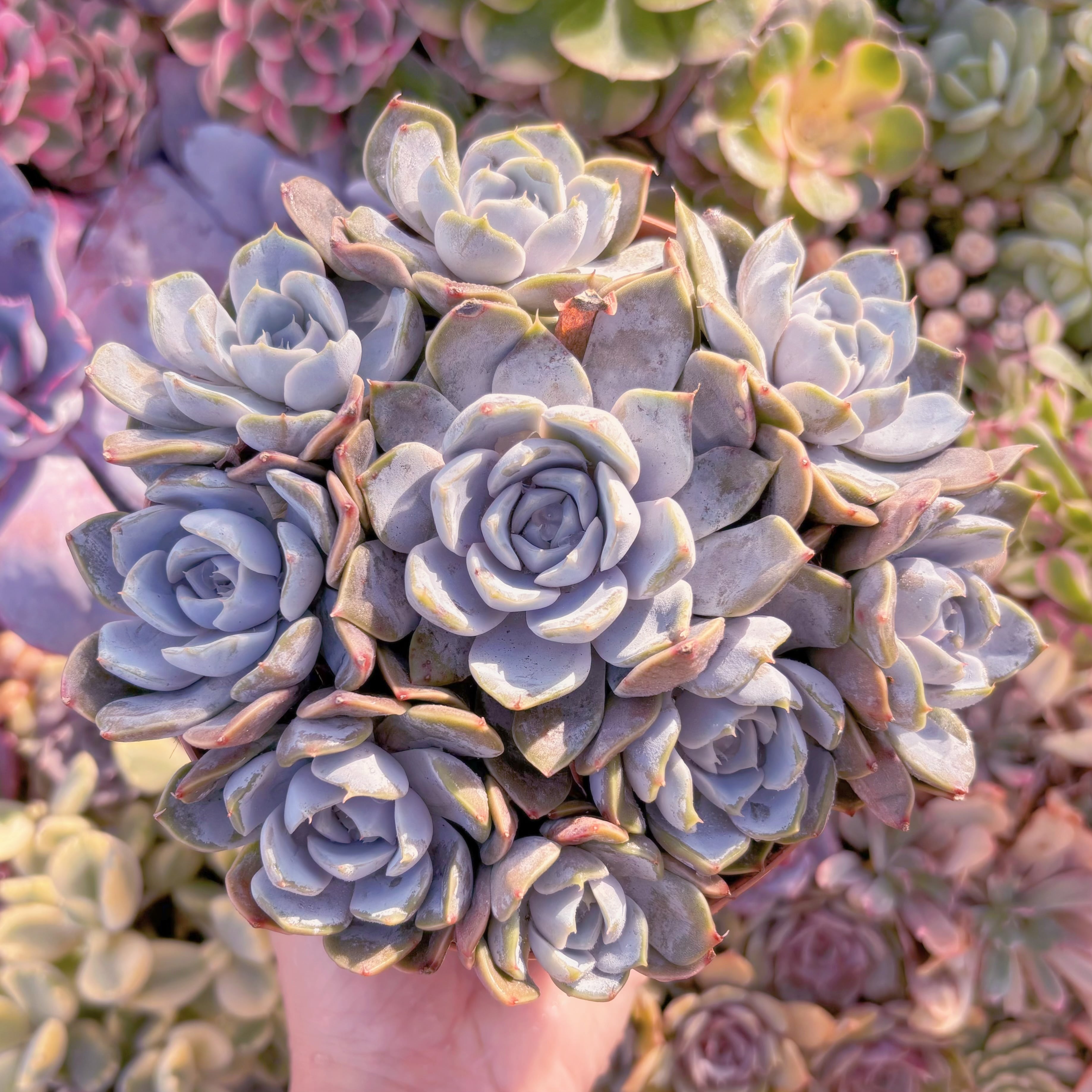 現品　雪兎#624　大群生　新入荷　るる農園