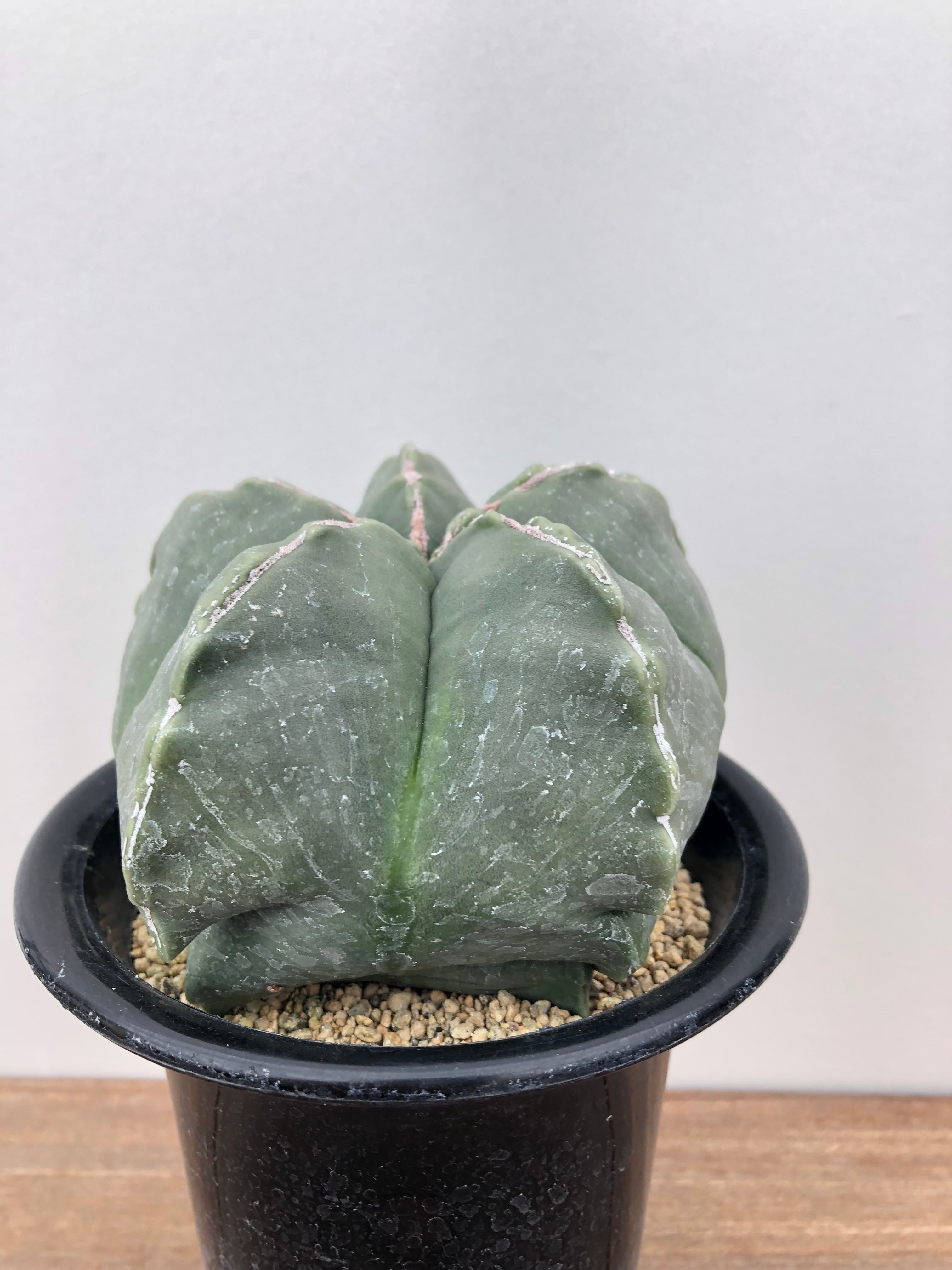 Astrophytum アストロフィツム ランポー玉 鸞鳳玉 モンスト