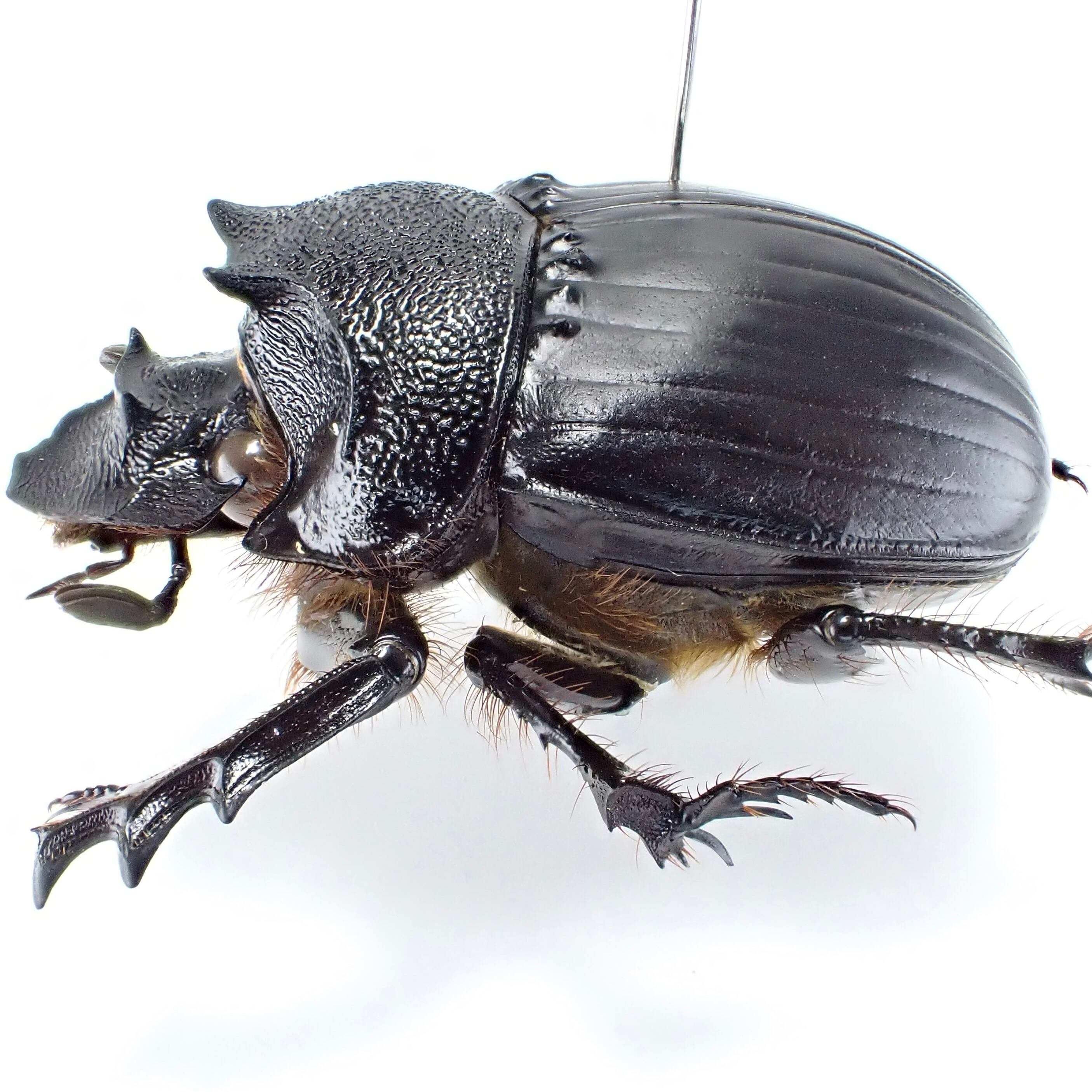 タンザニア産 Heliocopris hamifer ♂ 31mm | 昆虫標本 Diggers & Rollers