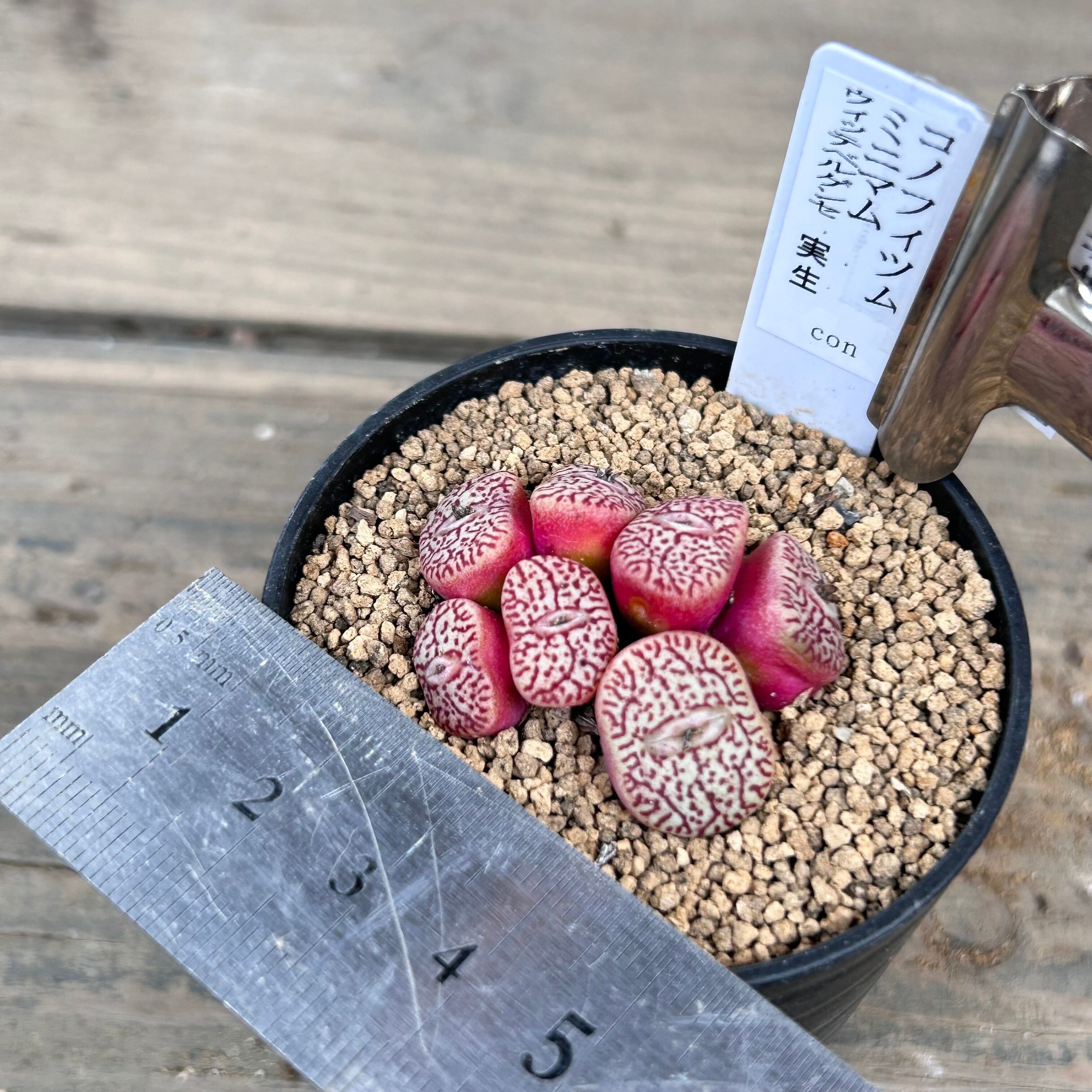 コノフィツム ミニマム ウィッテべルグンセ・実生 | RuPo 多肉植物専門店