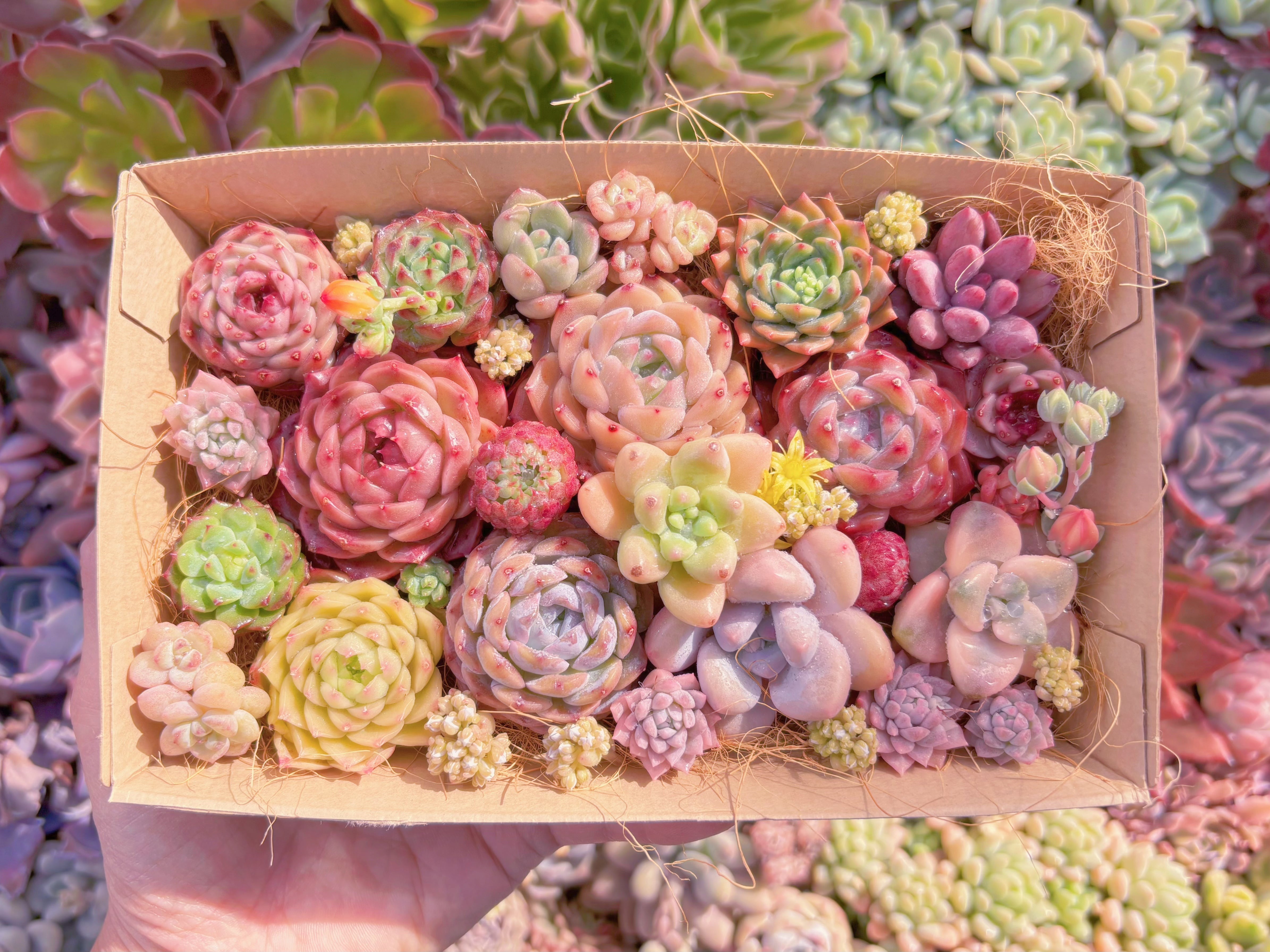 現品　寄せ植えセット#560　12cmx20cm　るる農園