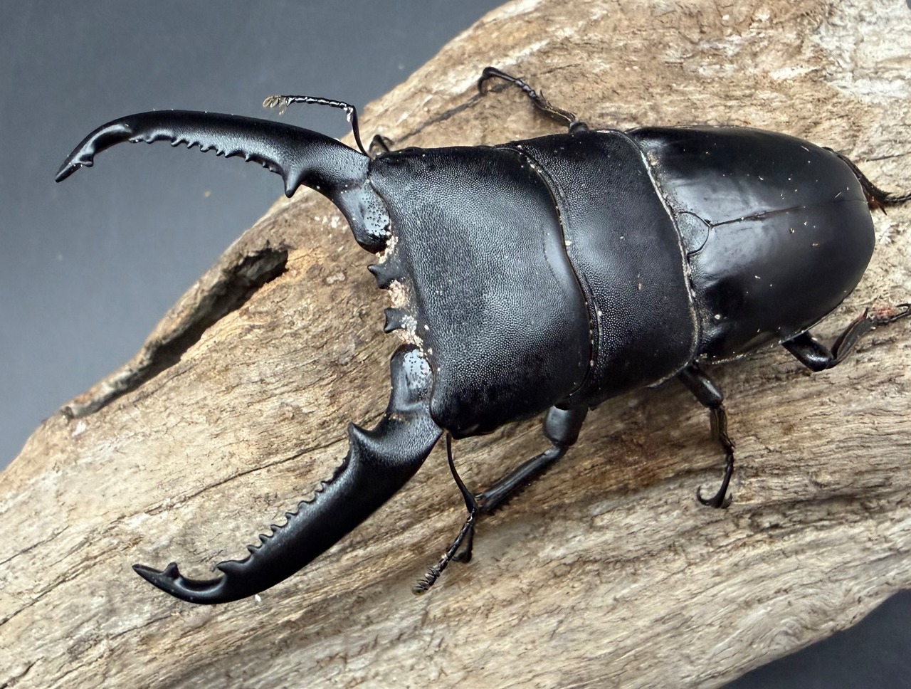 【WD】《パラワンオオヒラタ ガントン産 88.5mm ペア》