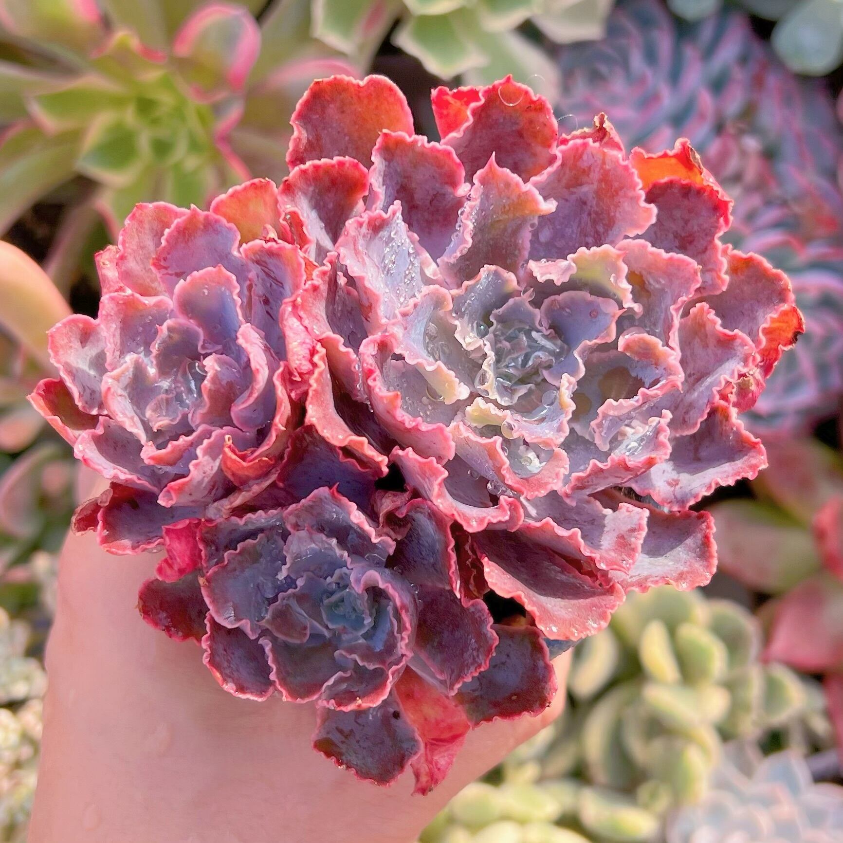 現品　シャビアナ#A89　るる農園