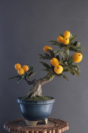 盆栽 ビワ Loquat Bonsai #101