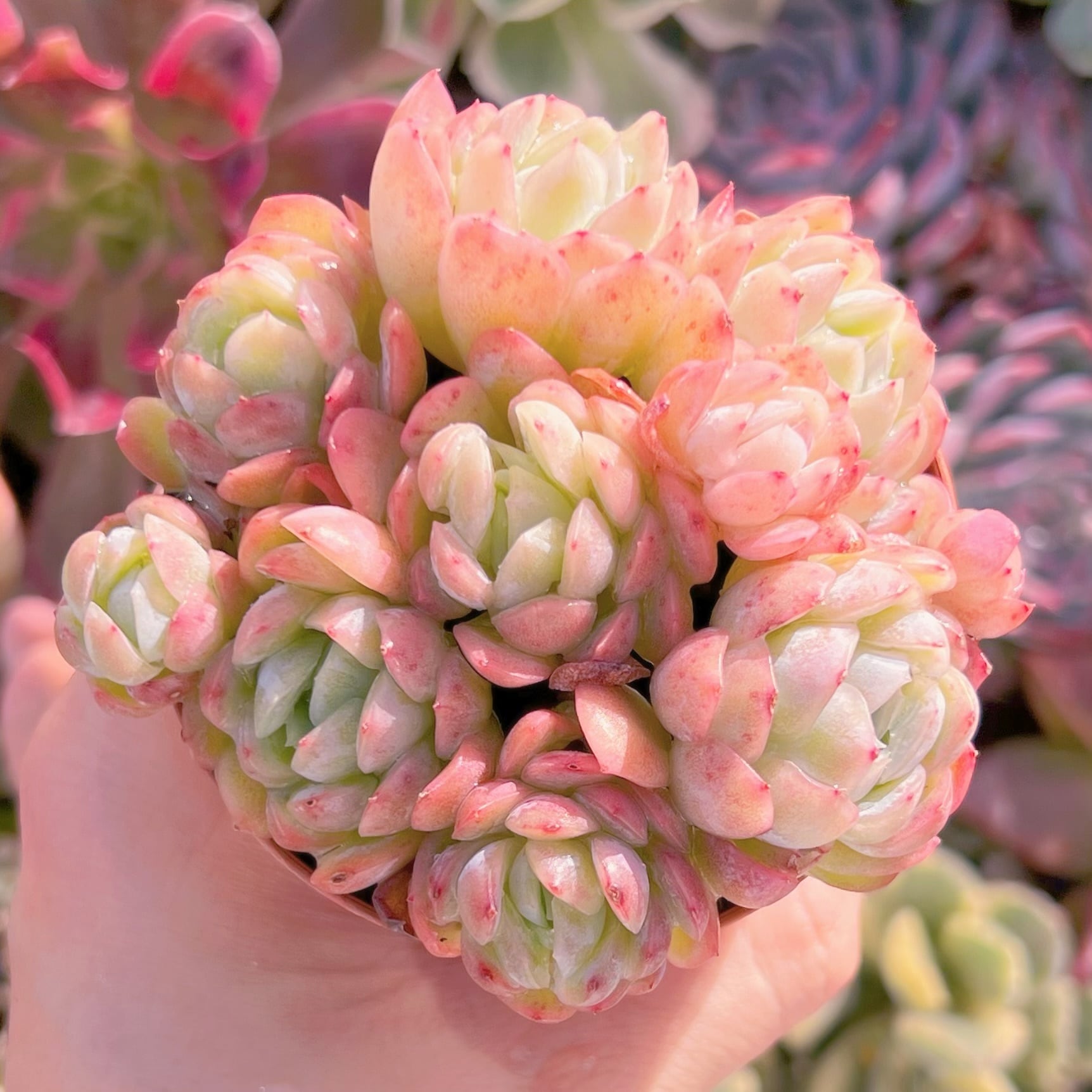 現品　クリームベリー#653　るる農園