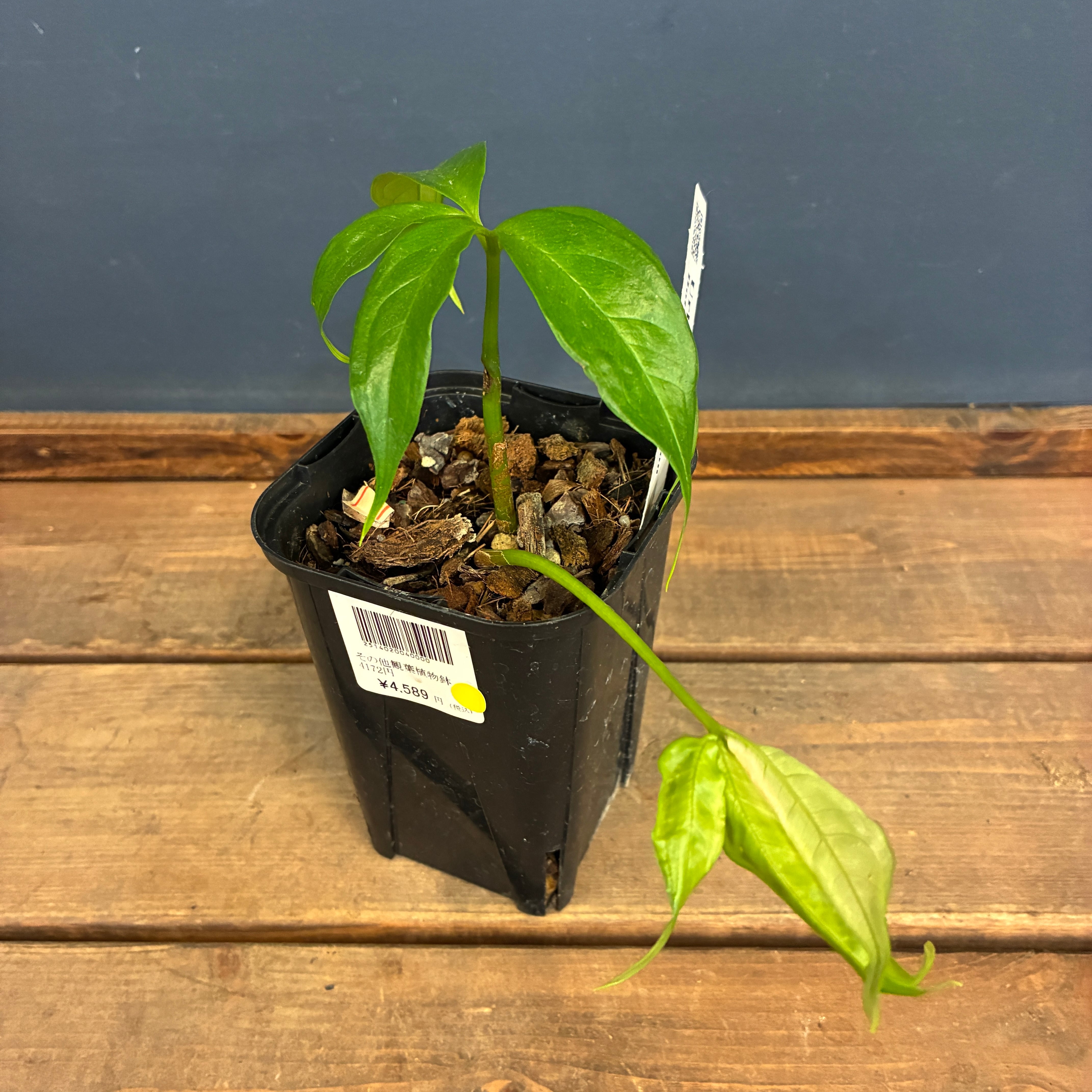 ovatifolia 'Lava Flow' オバティフォリア ラバフロー 薄斑 中斑 | PAY ID