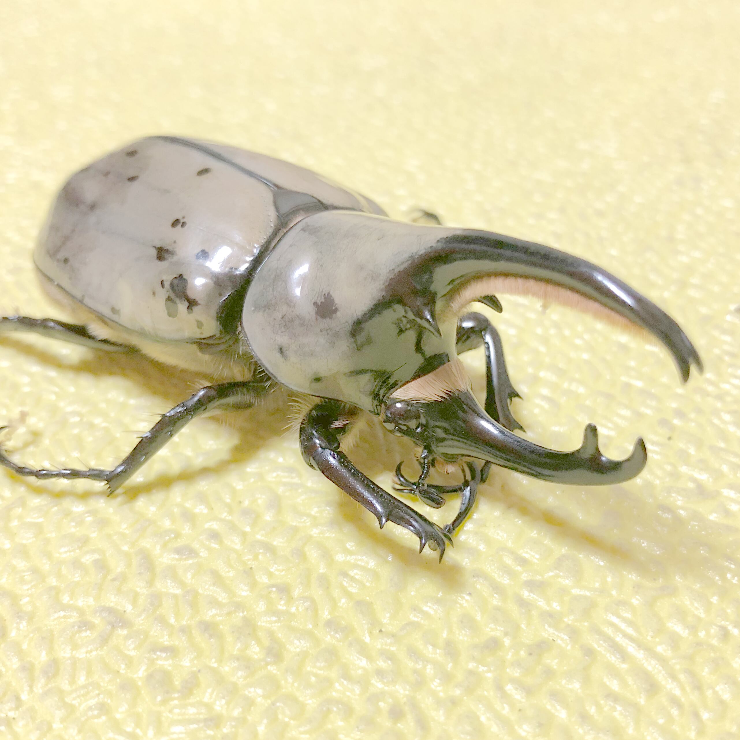 フュージョン】ヘラシロHB ♂ 標本用死虫 ヘラクレス グラント