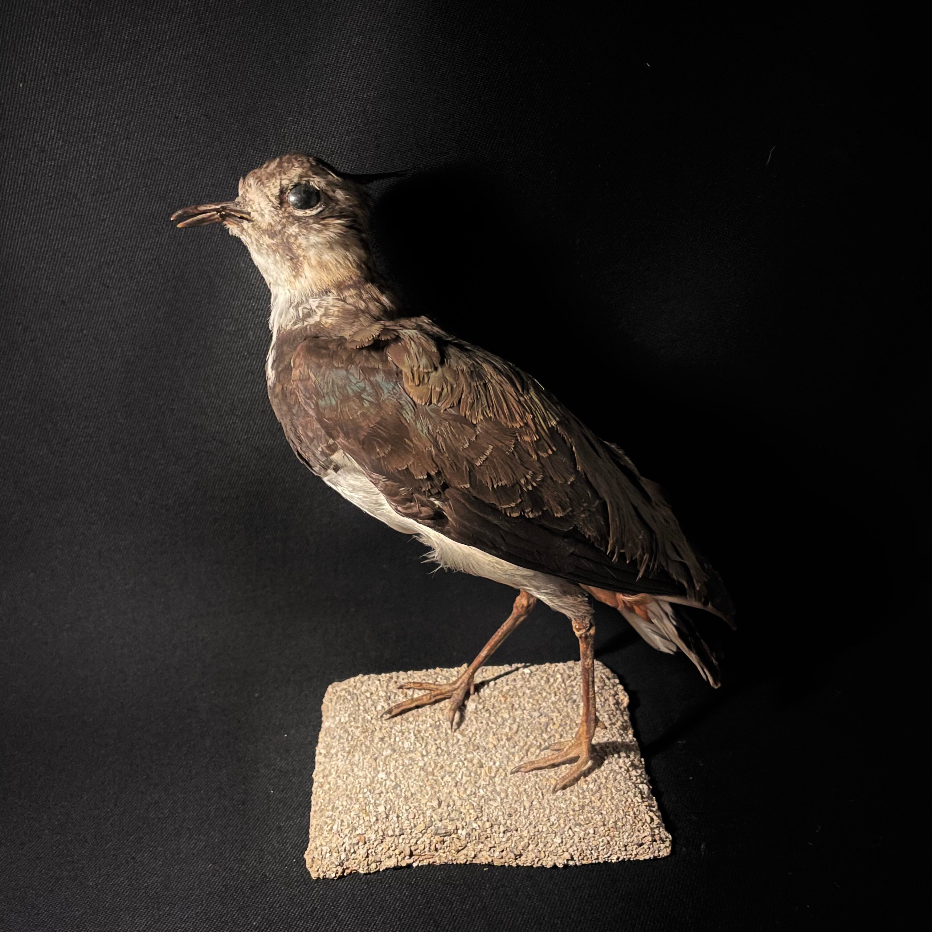 0c0e019b017b7392285cc57ca596e5