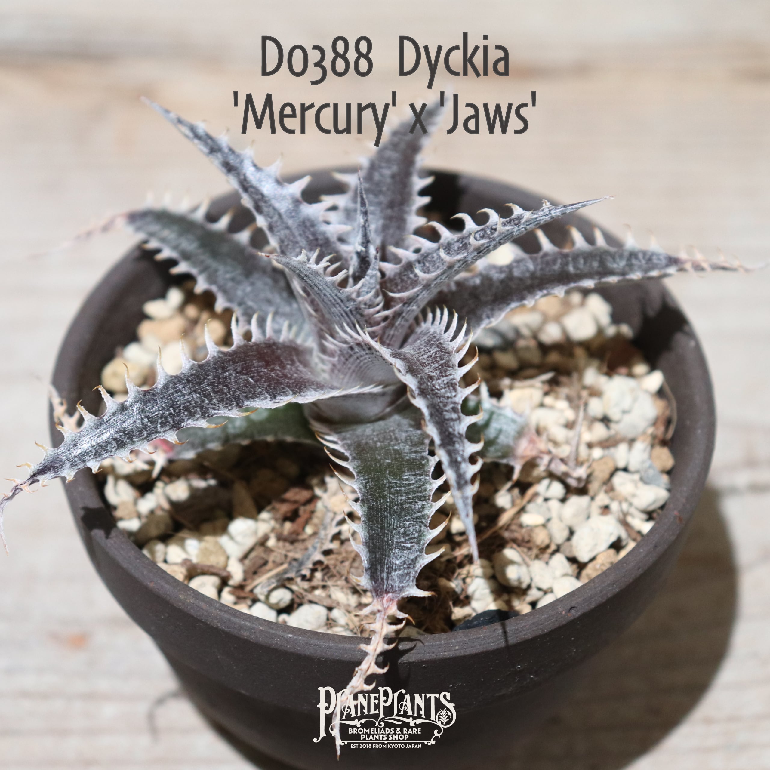 ディッキア Dyckia Code NW-26 Bill Baker ディッキア Dyckia Code NW-26 Bill Baker ⑵