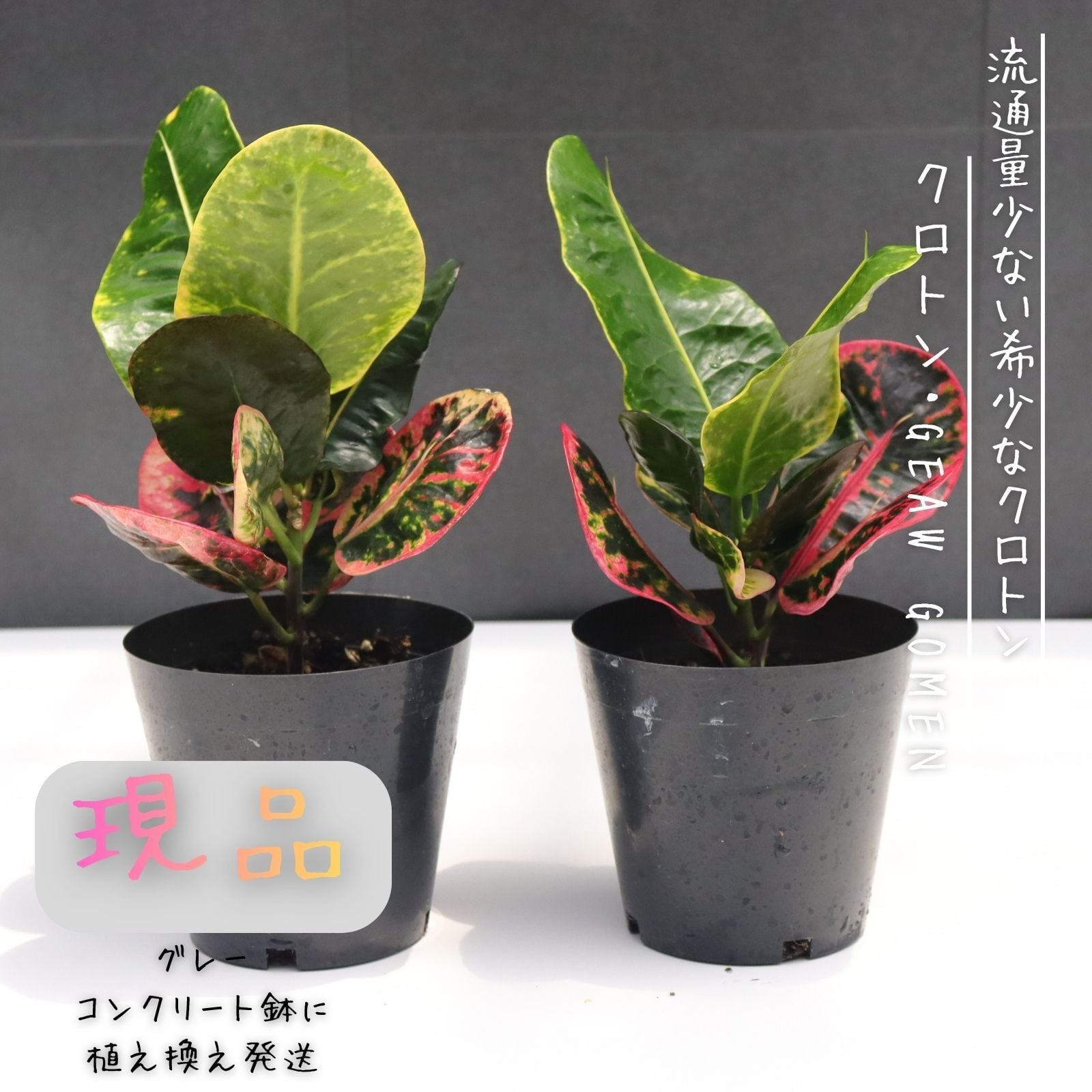 大型 モンステラ 90cm】 葉の大きさ50cm 観葉植物 室内 大型 | PAY ID