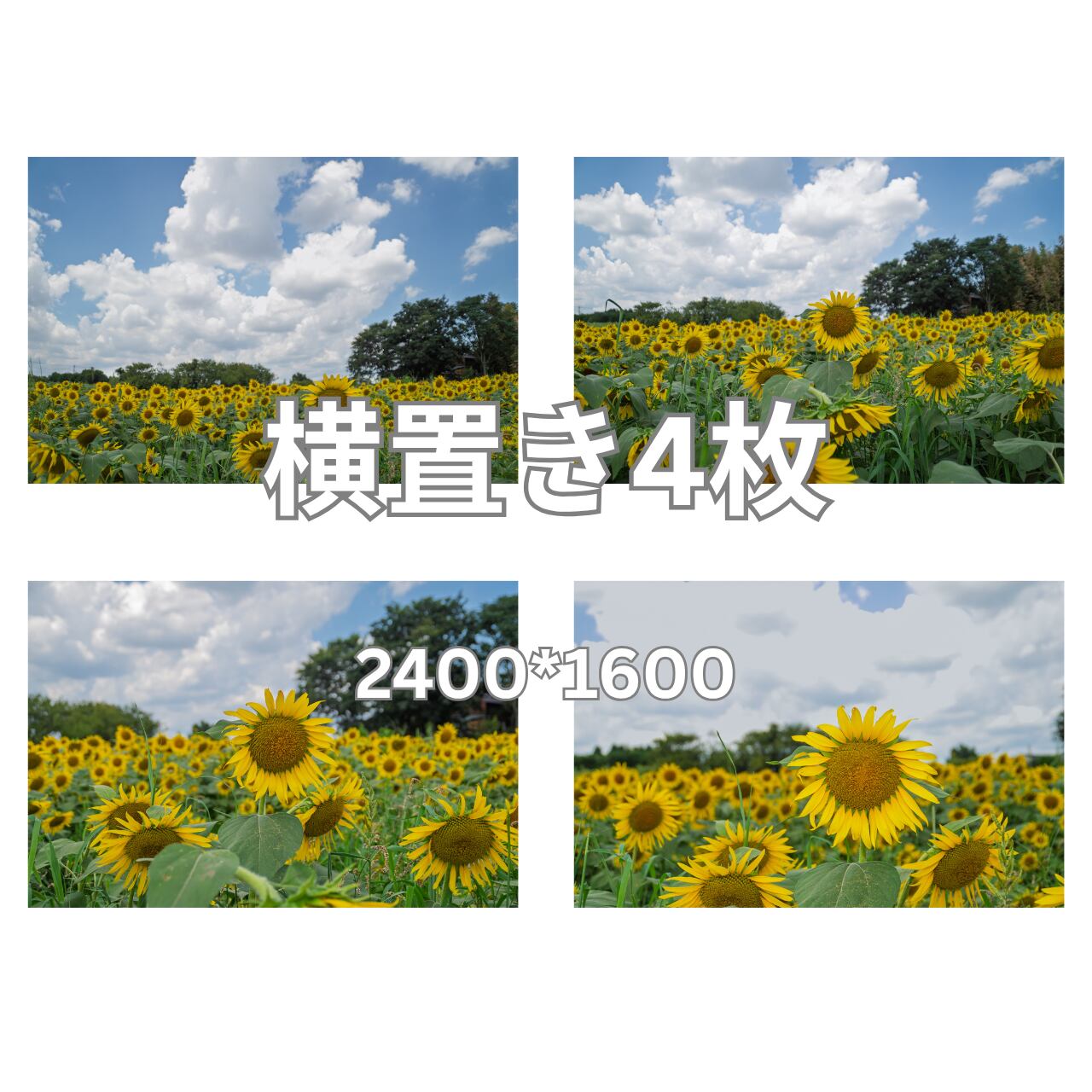 デジタル写真素材 4枚組 「ひまわり畑・2」サイズ 長編2400px×短辺1600px