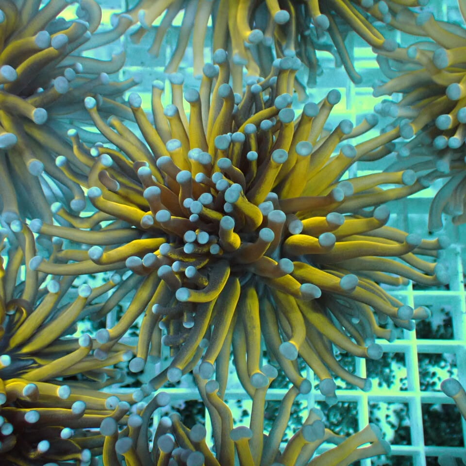 ハナサンゴ / Torch | HOUSE REEF(ハウスリーフ)サンゴ・海水魚・海藻