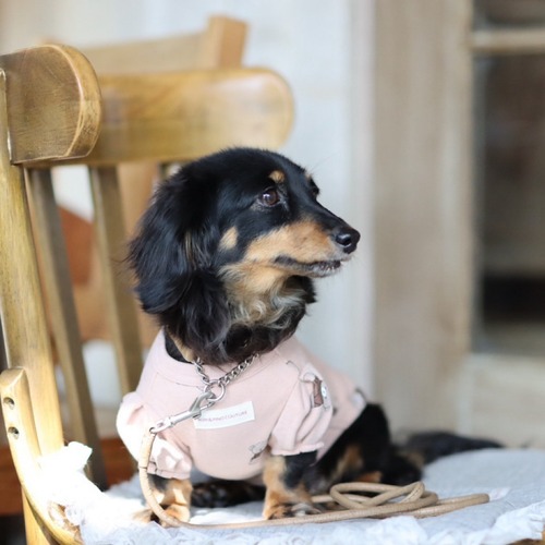 ベアーパフカットソー